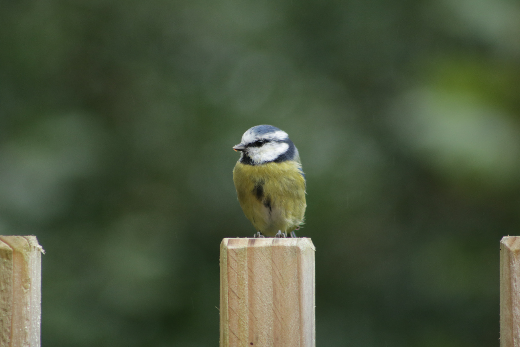 Canon EOS 760D (EOS Rebel T6s / EOS 8000D) + EF75-300mm f/4-5.6 sample photo. Blue tit photography