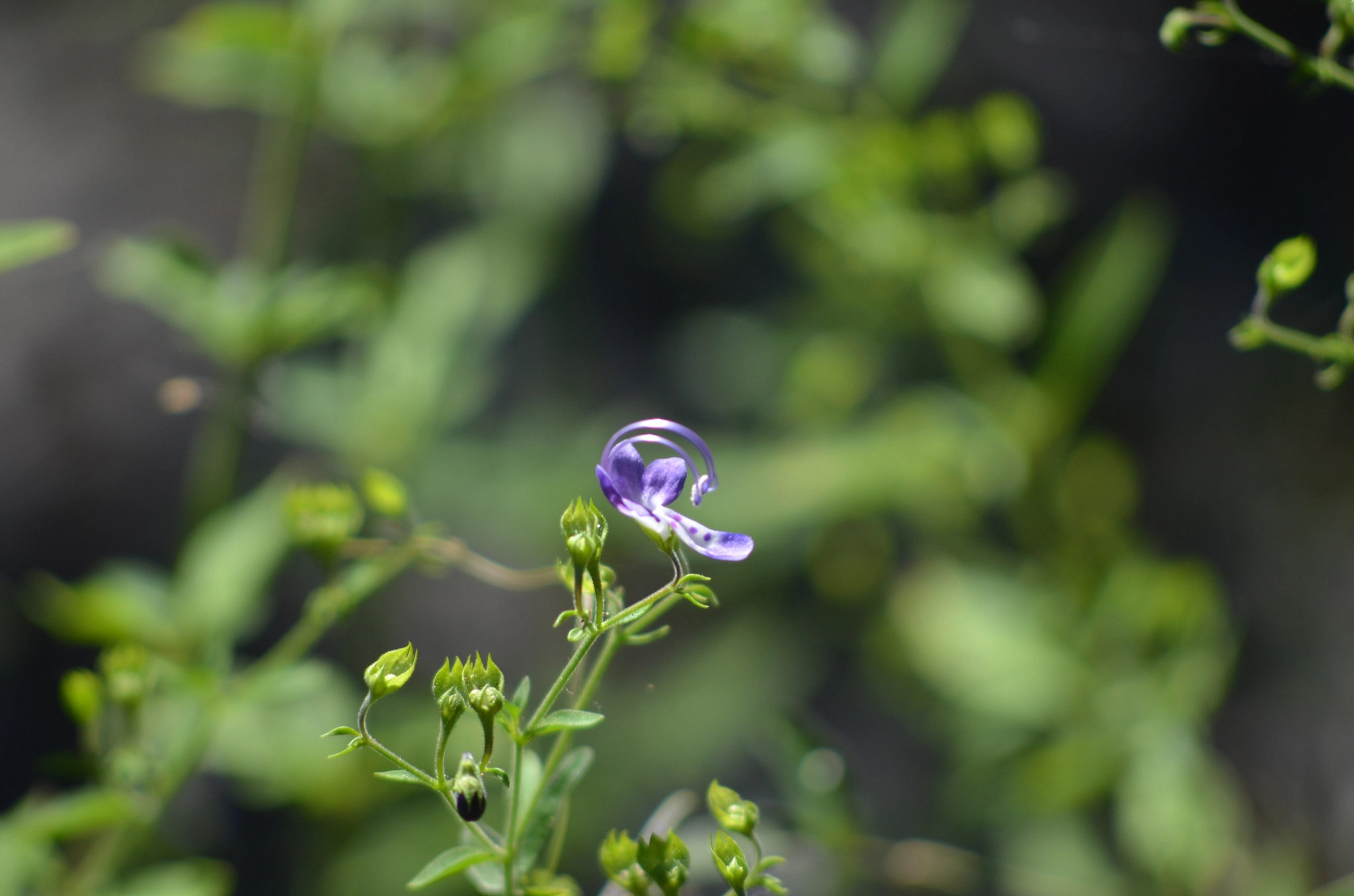 AF Nikkor 70-210mm f/4-5.6D sample photo. Florida flower photography