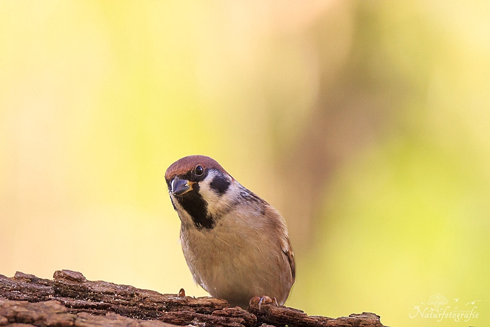Tamron SP 150-600mm F5-6.3 Di VC USD sample photo. Feldsperling photography