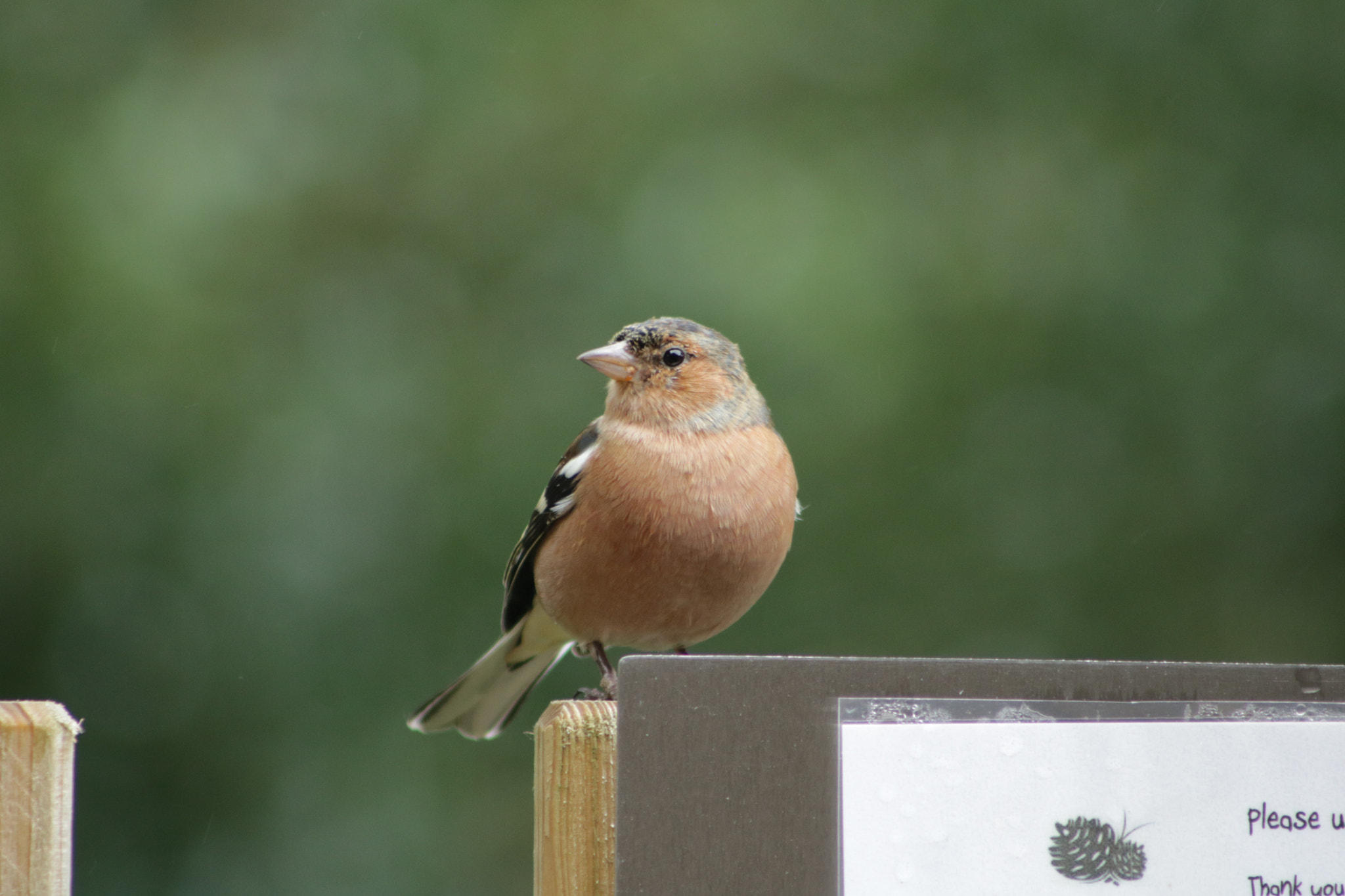 Canon EOS 760D (EOS Rebel T6s / EOS 8000D) + EF75-300mm f/4-5.6 sample photo. Chaffinch photography