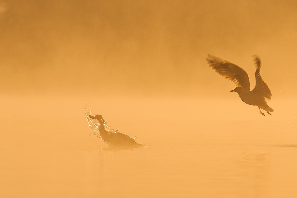 Nikon D90 + Sigma APO 100-300mm F4 EX IF HSM sample photo. Black-headed gull & great crested grebe photography