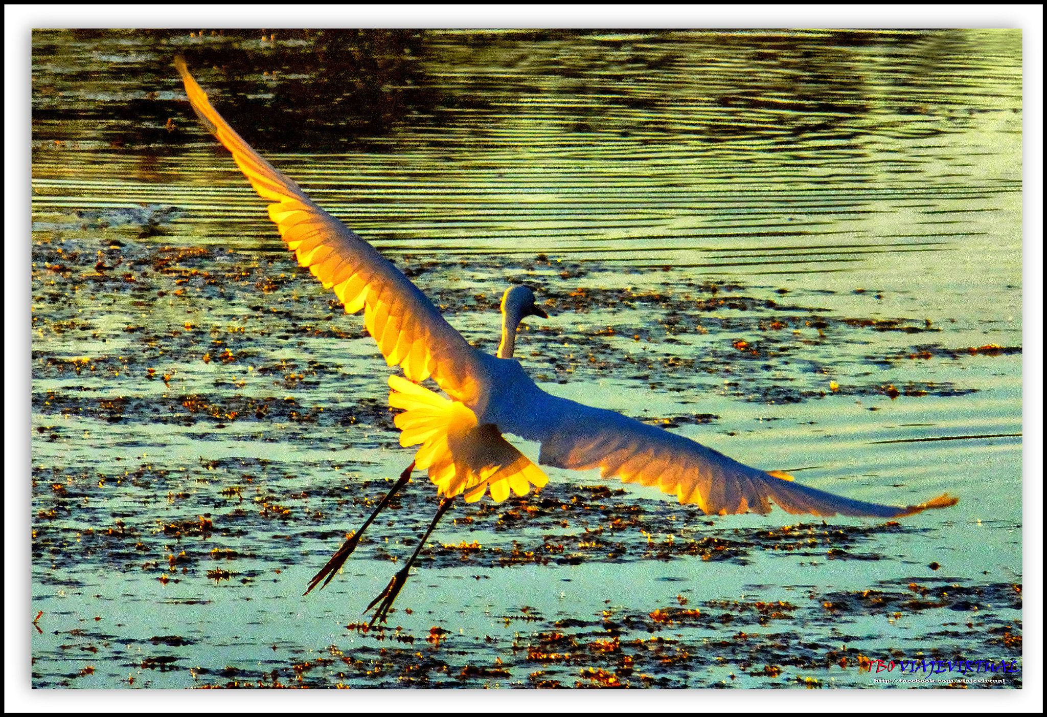 Fujifilm FinePix F850EXR sample photo. Great egret. casmerodius albus. photography