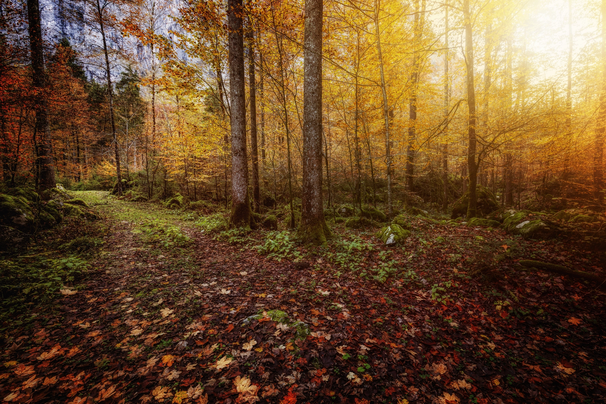 Canon EF 300mm f/2.8L sample photo. Autumn v photography