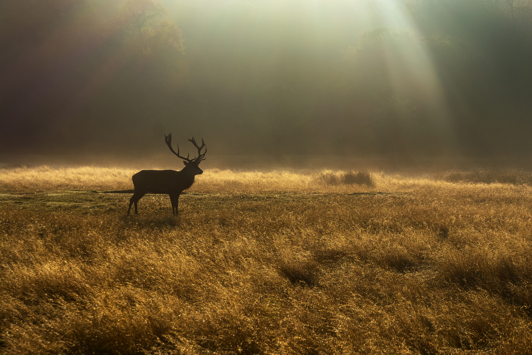 Nikon D5200 + Tamron AF 18-270mm F3.5-6.3 Di II VC LD Aspherical (IF) MACRO sample photo. Stag in the misty sunrise photography