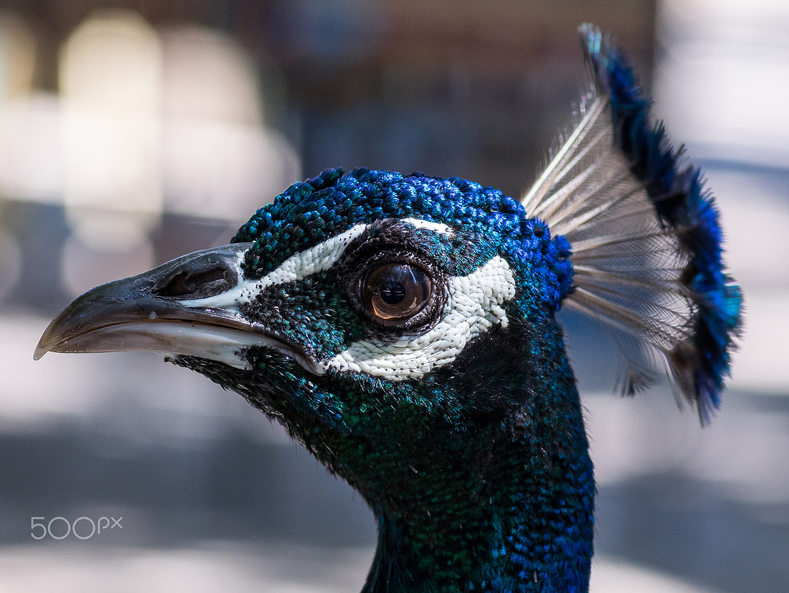 Pentax K-3 sample photo. Peacock photography