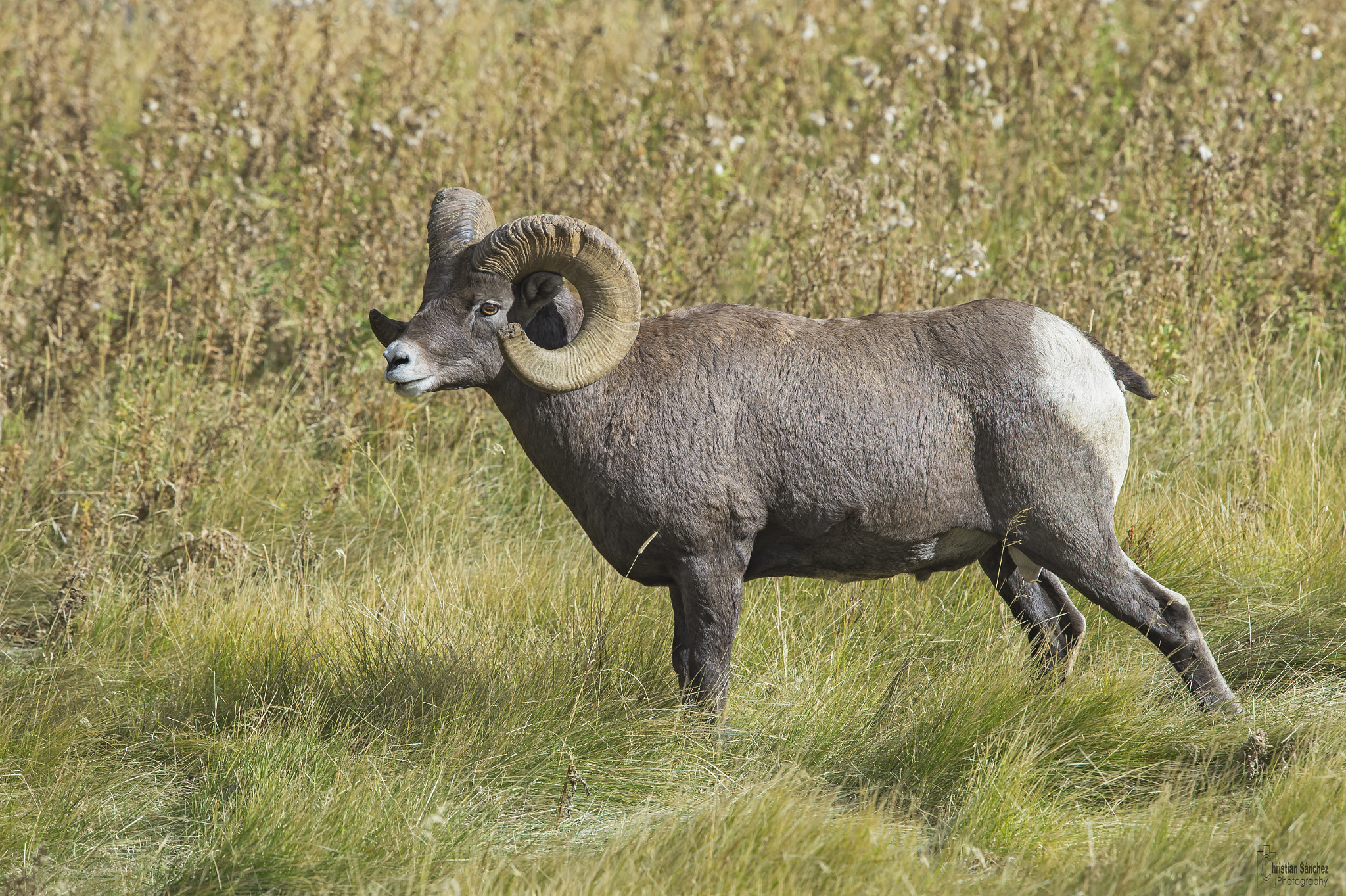 Nikon D4 + Nikon AF-S Nikkor 600mm F4G ED VR sample photo. Bighorn sheep photography