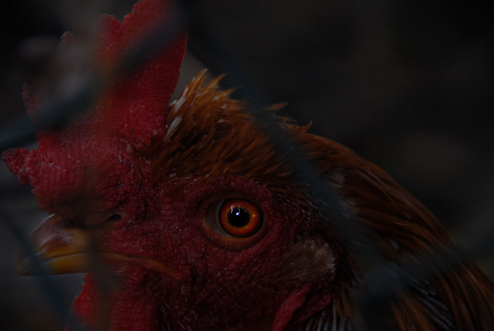 Sigma 18-200mm F3.5-6.3 DC sample photo. ~ this bird woke me up at 3am ~ photography