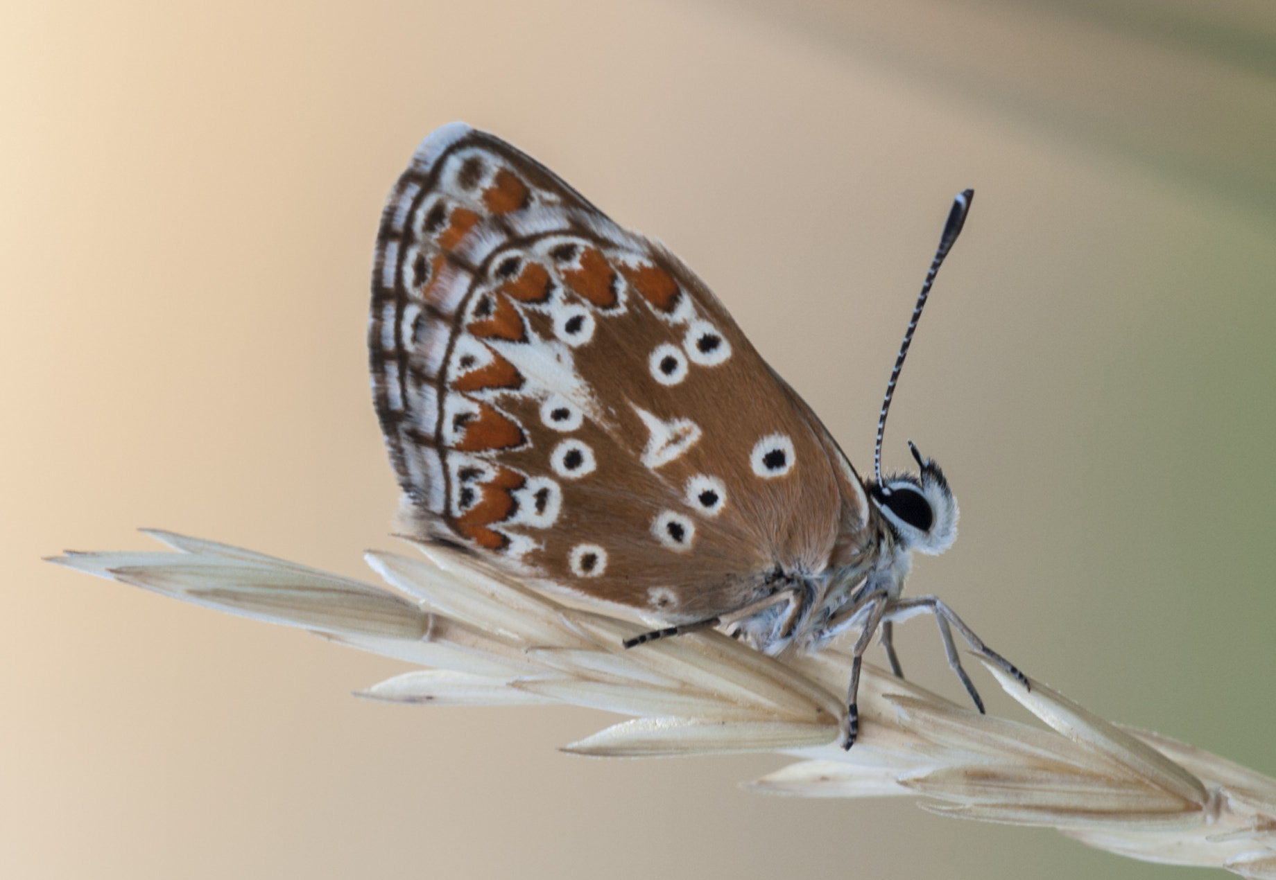 Sigma APO Macro 180mm F3.5 EX DG HSM sample photo. Mariposa photography