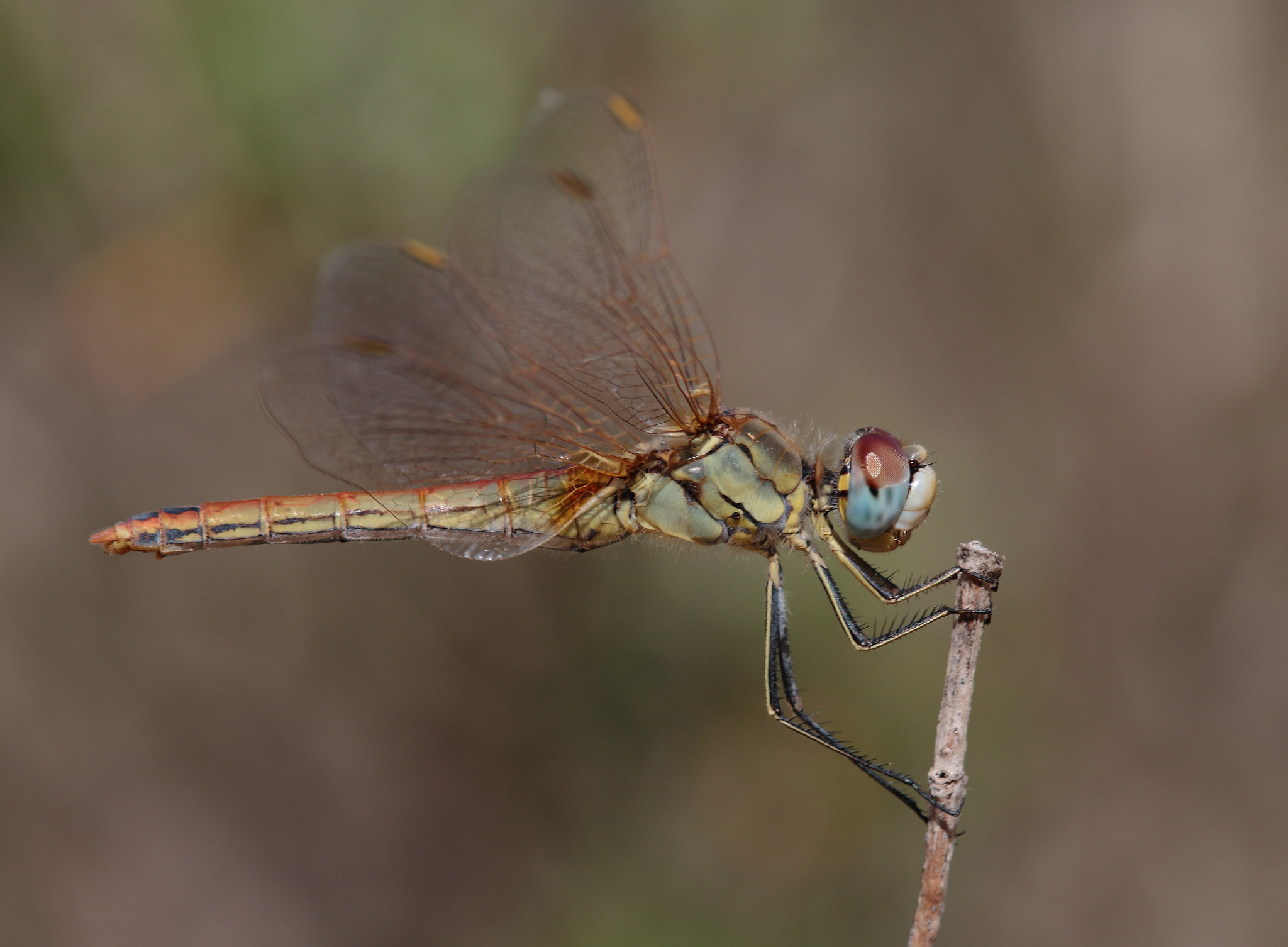Canon EOS 70D + Tamron SP AF 180mm F3.5 Di LD (IF) Macro sample photo. Red veined darter photography