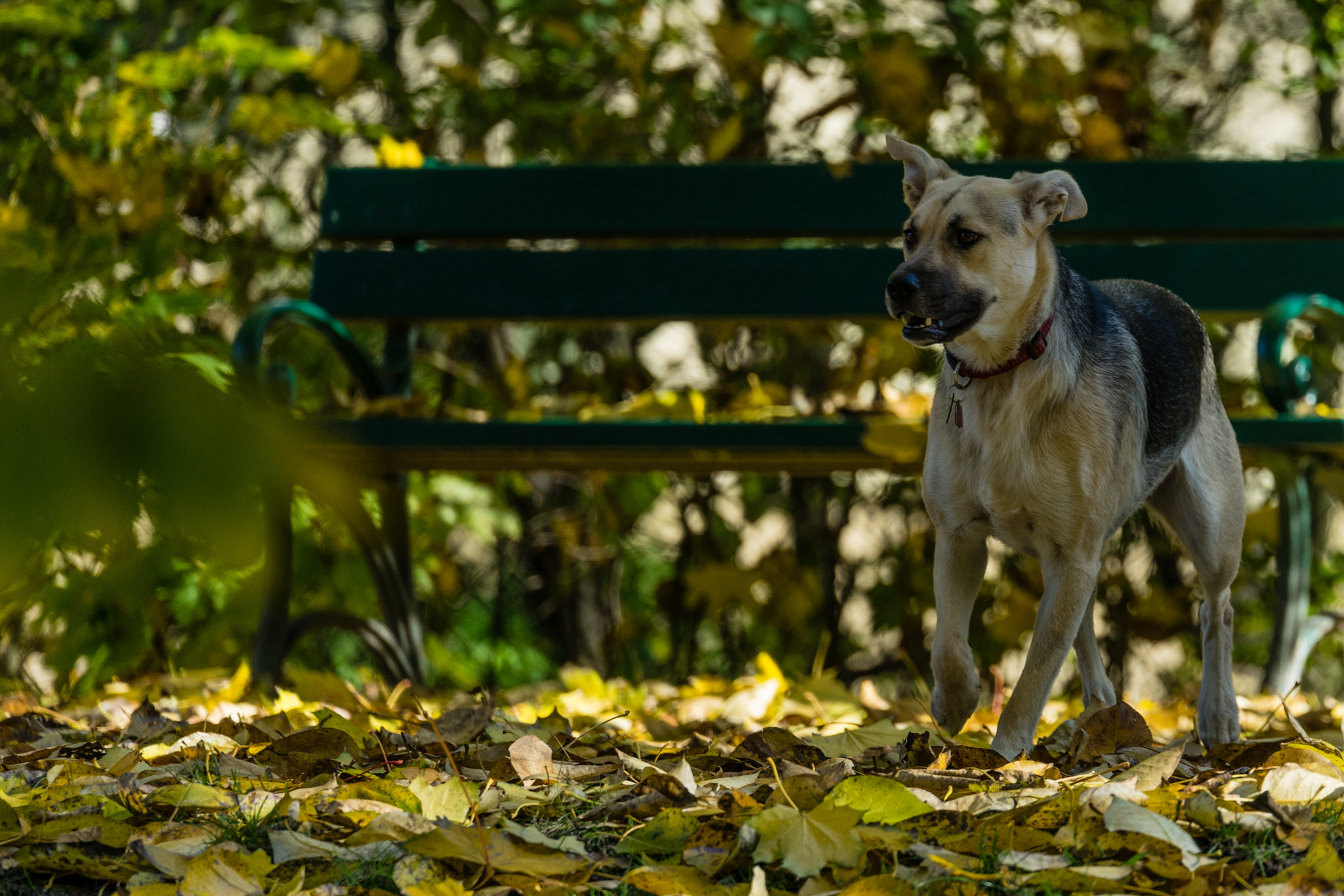 Sony FE 70-300mm F4.5-5.6 G OSS sample photo. A bench's guardian photography