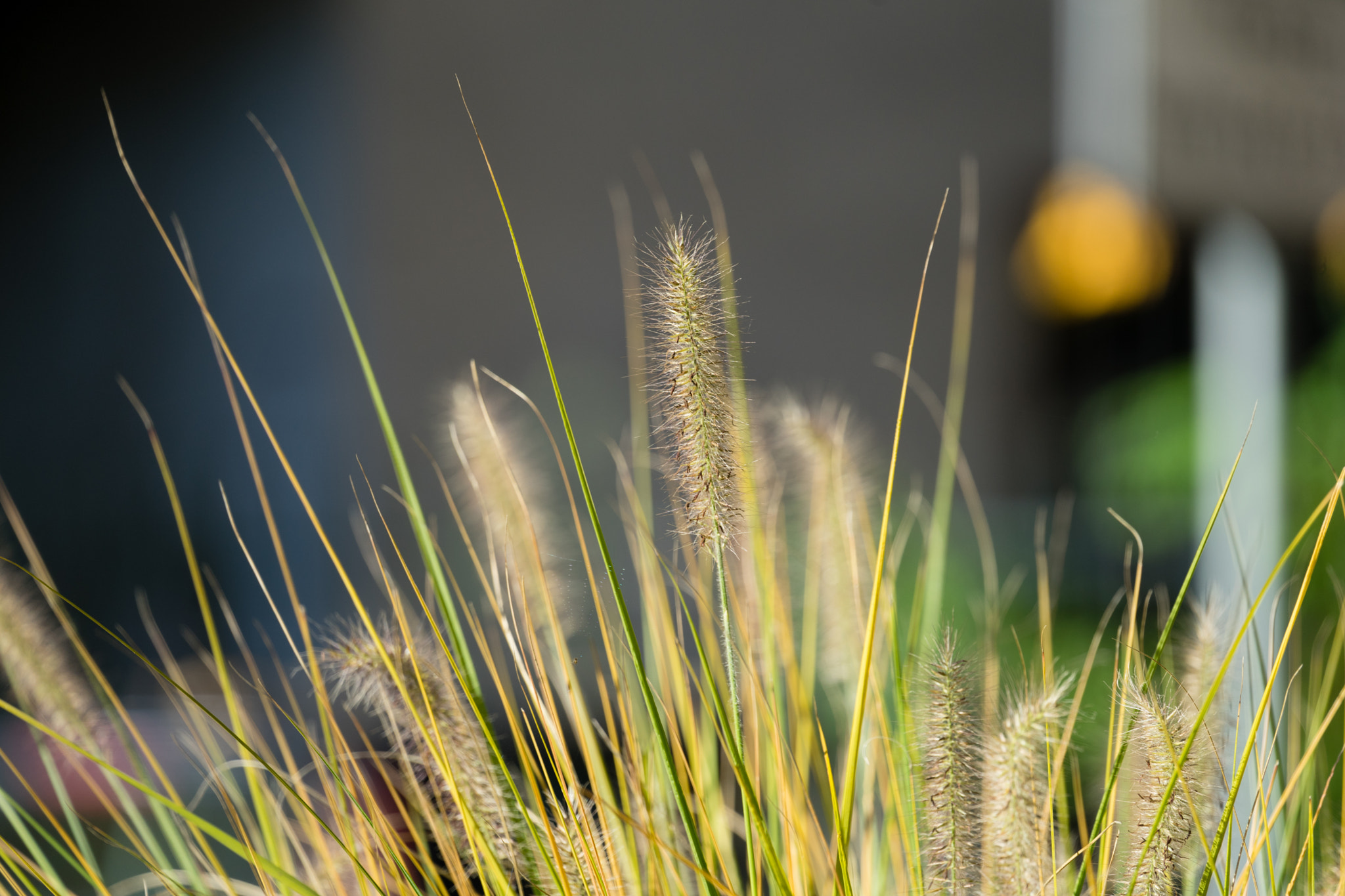 Sony FE 70-300mm F4.5-5.6 G OSS sample photo. Grass photography