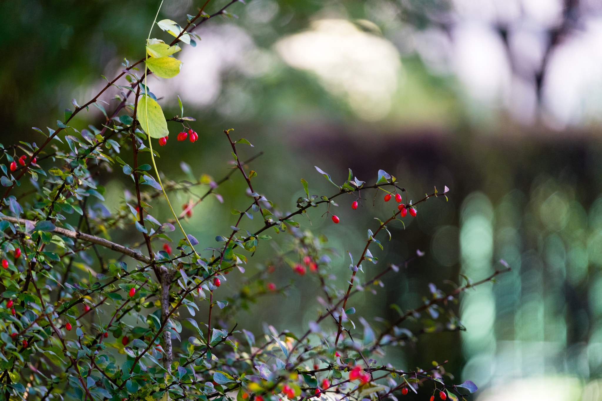 Sony FE 70-300mm F4.5-5.6 G OSS sample photo. Rowan tree photography