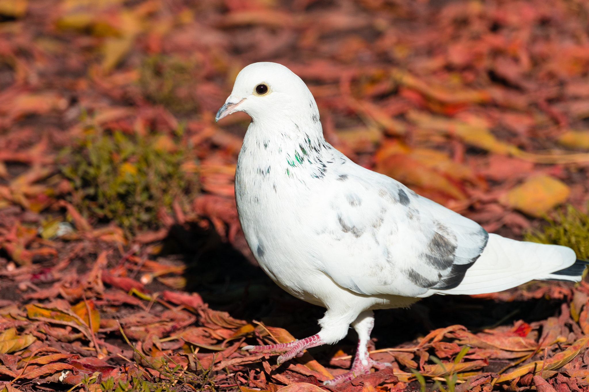 Sony FE 70-300mm F4.5-5.6 G OSS sample photo. White dove photography