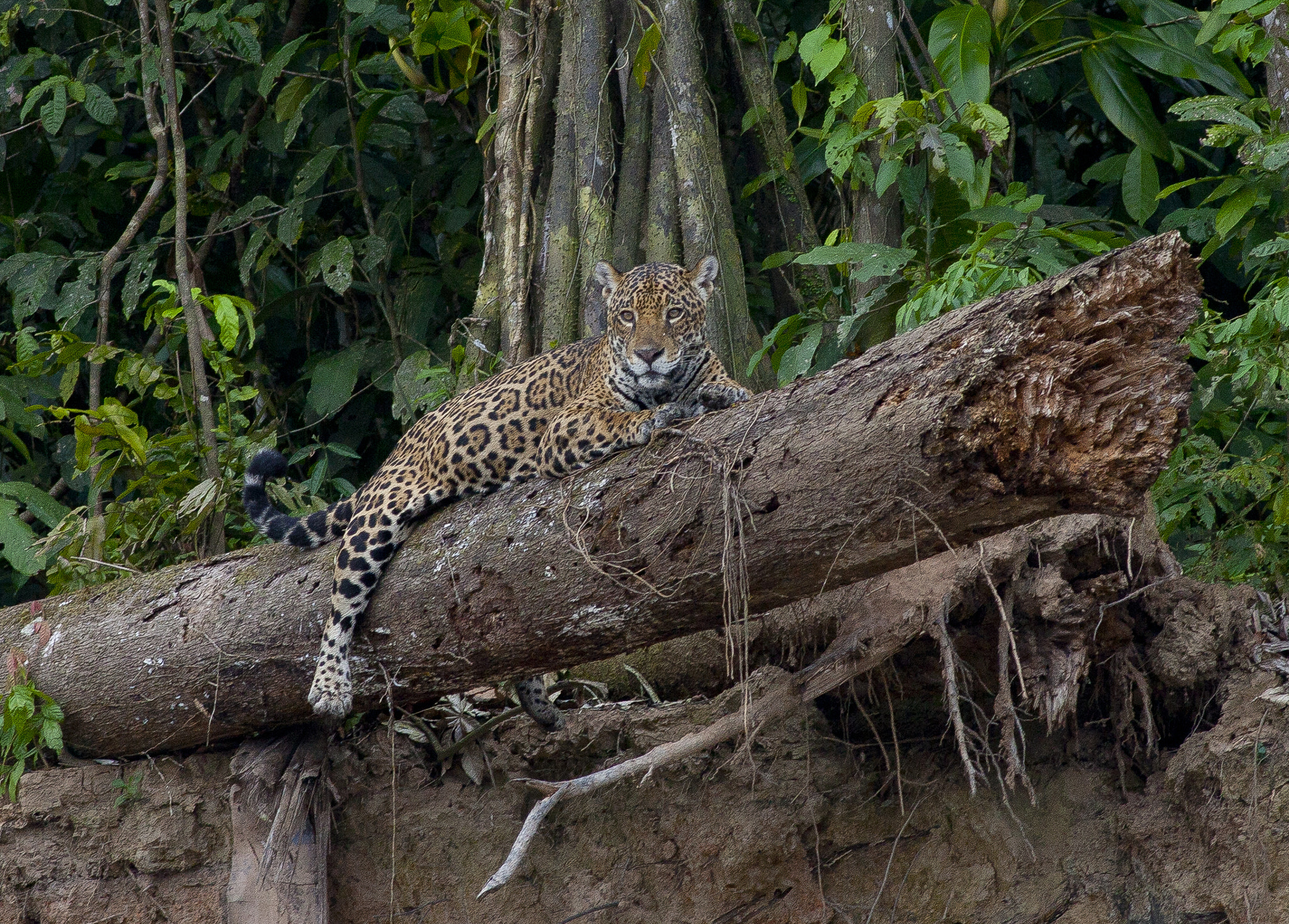 Canon EF 400mm F5.6L USM sample photo. 84.jpg photography