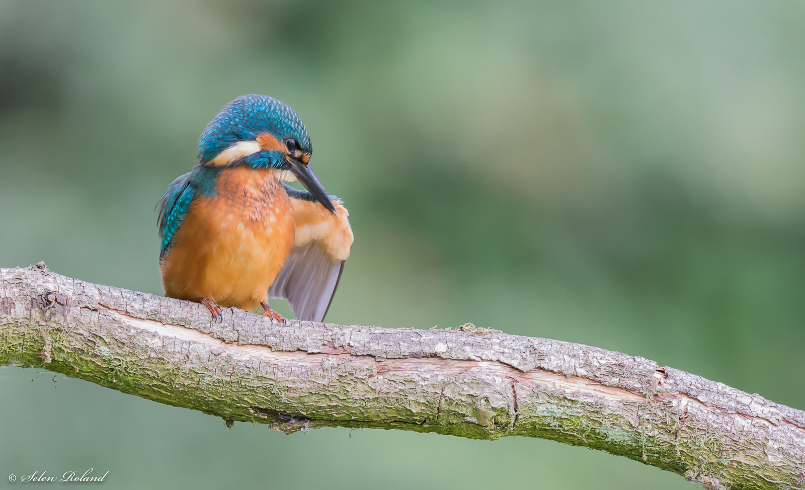 Nikon AF-S Nikkor 500mm F4G ED VR sample photo. Ijsvogel - kingfisher photography