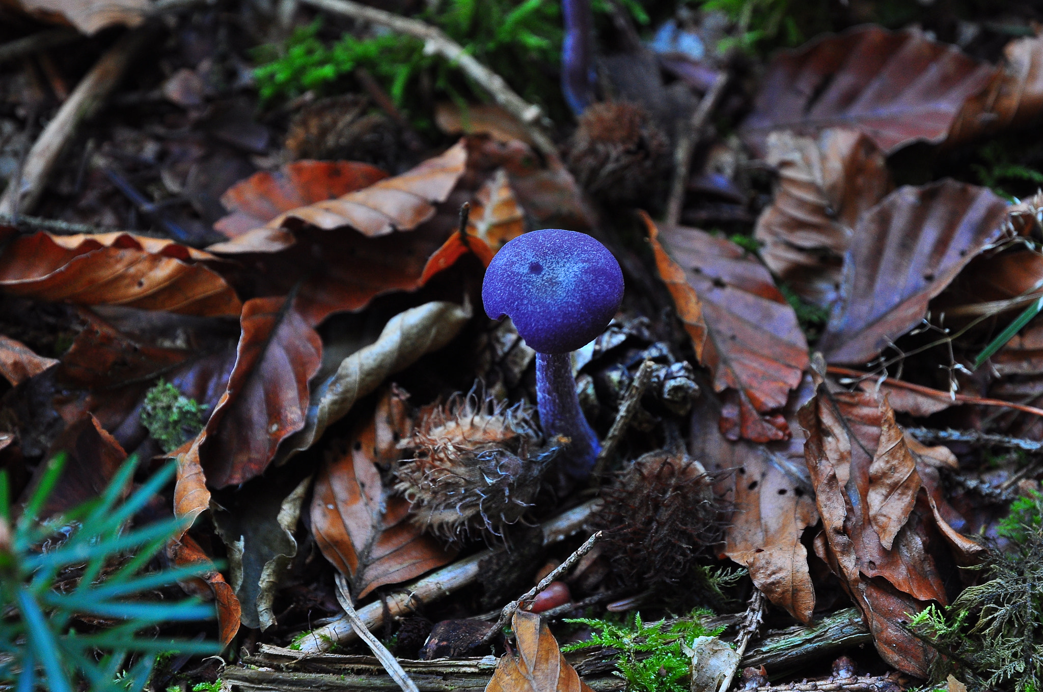 Nikon D5000 sample photo. Violet mushroom in the forest photography