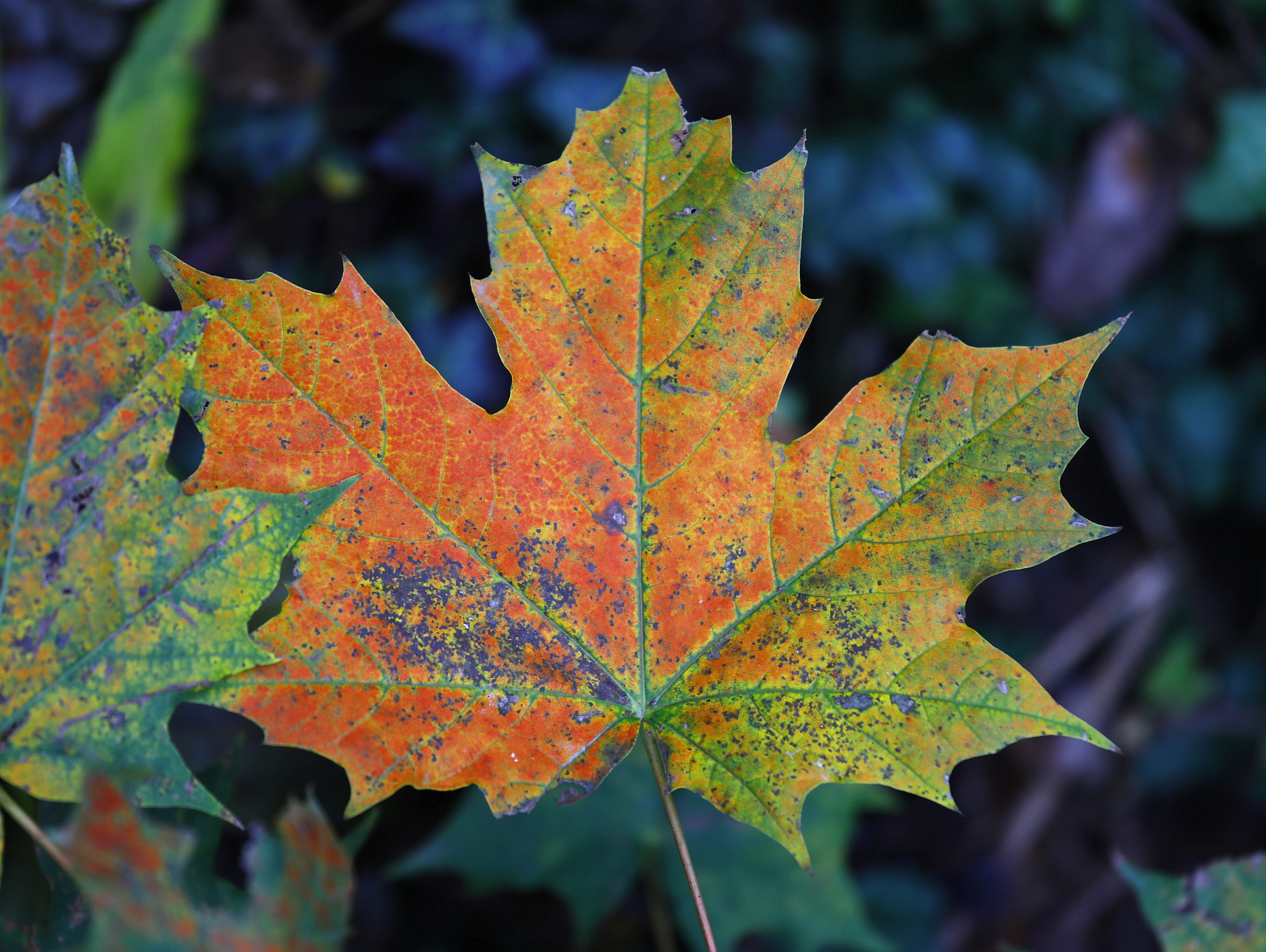 Canon EF 70-200mm F4L IS USM sample photo. Autumn's fire photography