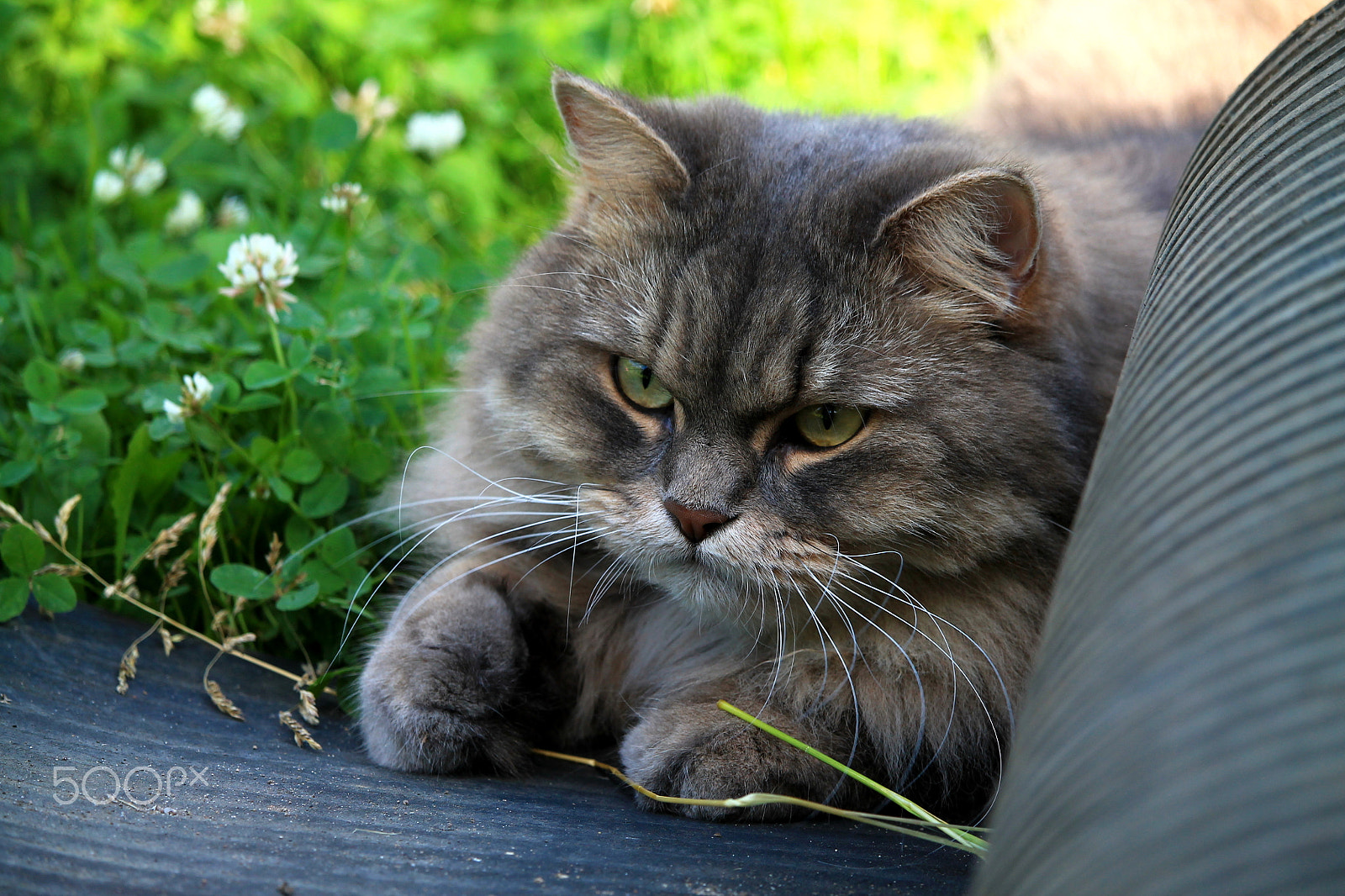 Canon EF-S 55-250mm F4-5.6 IS STM sample photo. Img photography