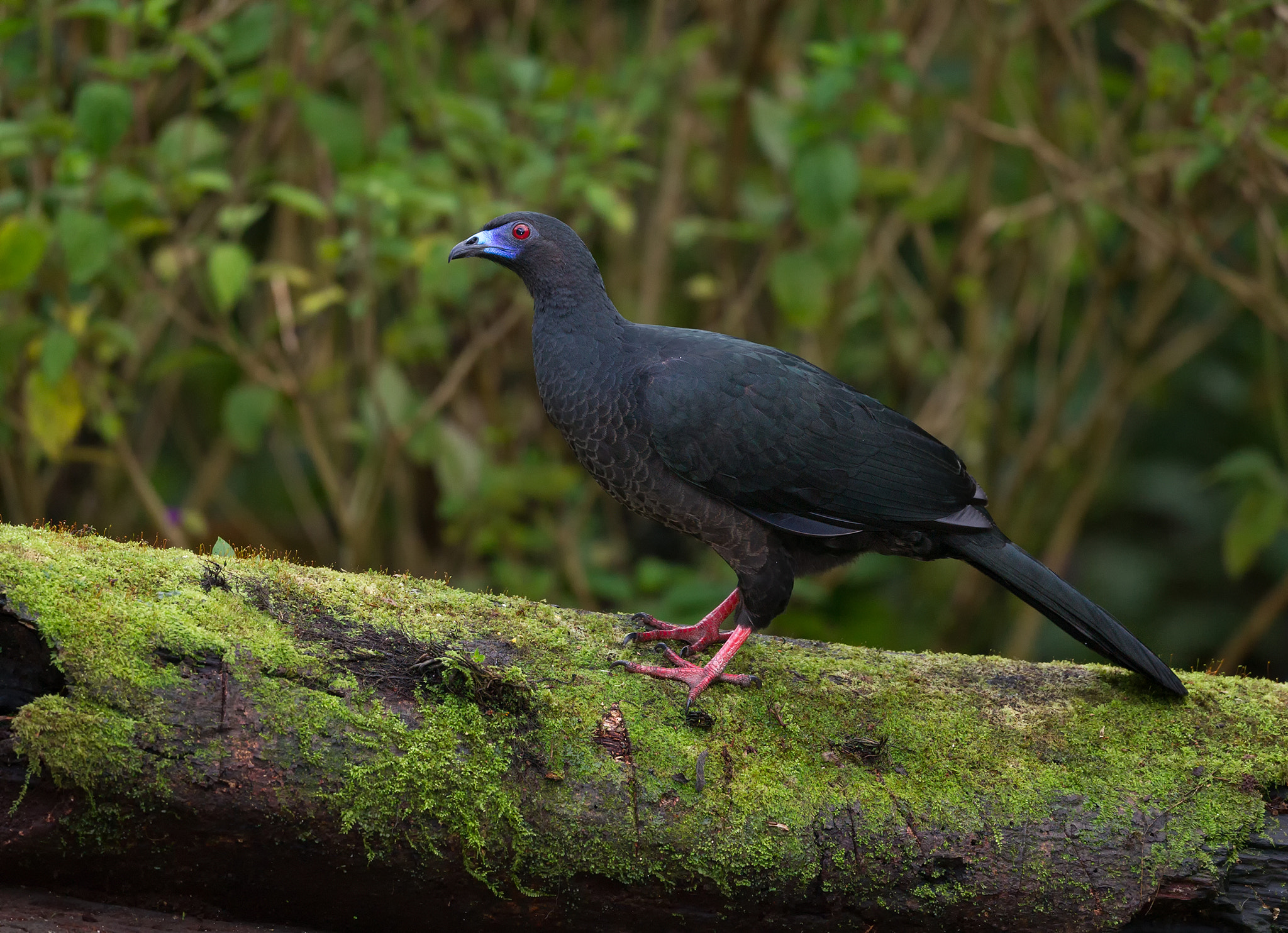 Canon EF 500mm F4L IS USM sample photo. Black guan photography