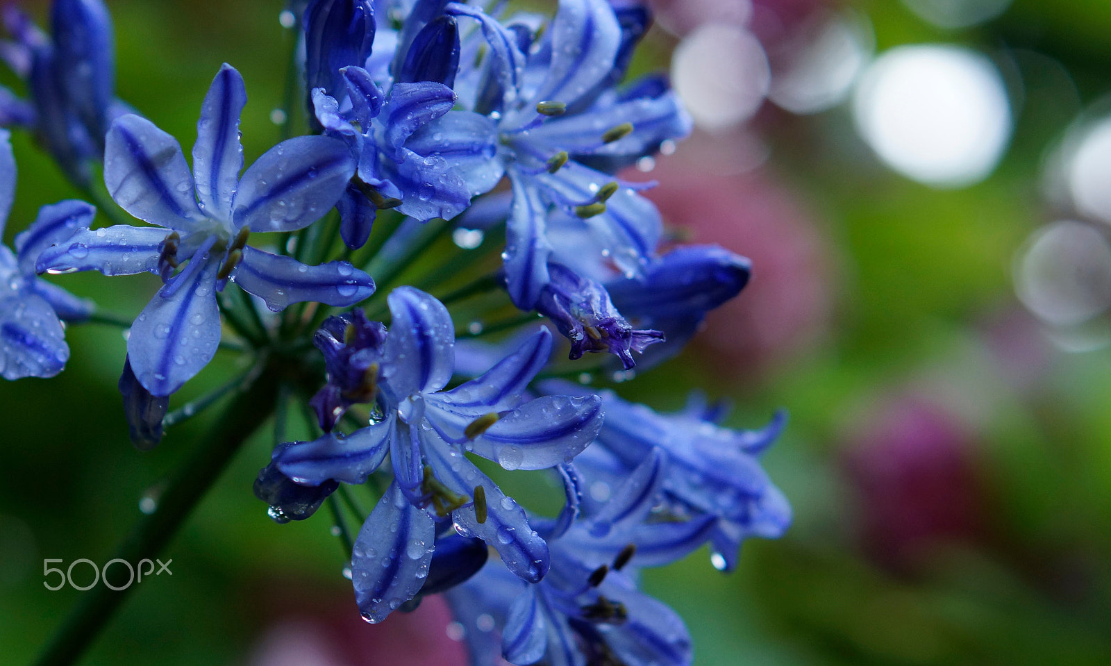 Sony Alpha NEX-7 sample photo. Flower with raindrops photography