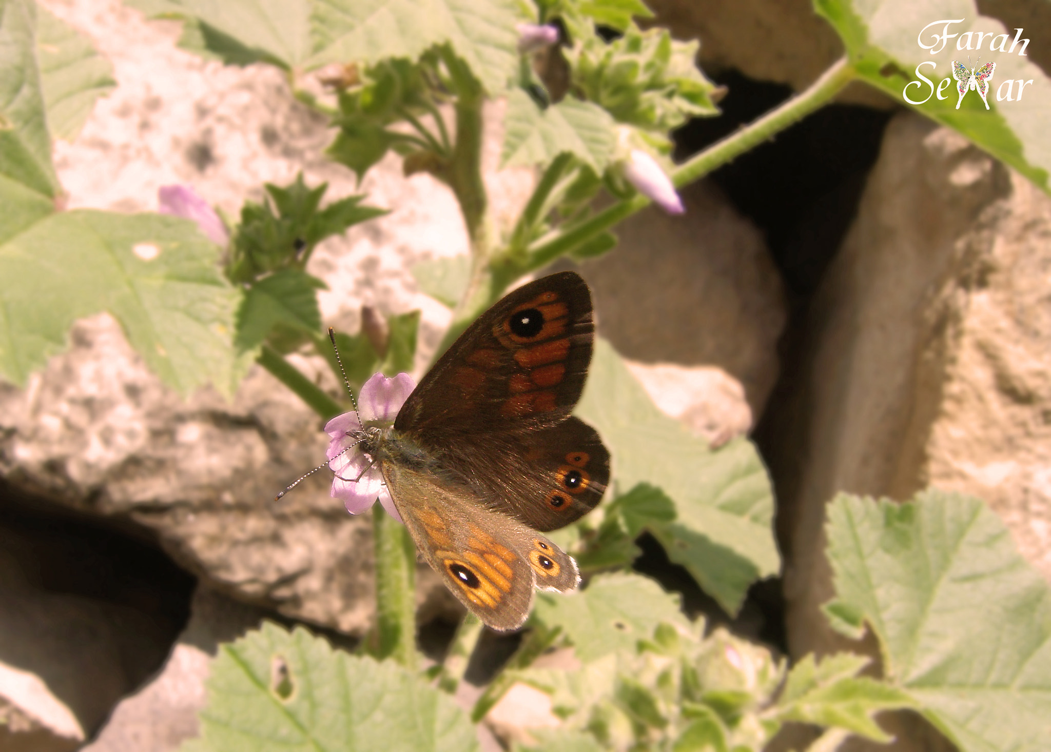 Sony DSC-T77 sample photo. Butterfly photography