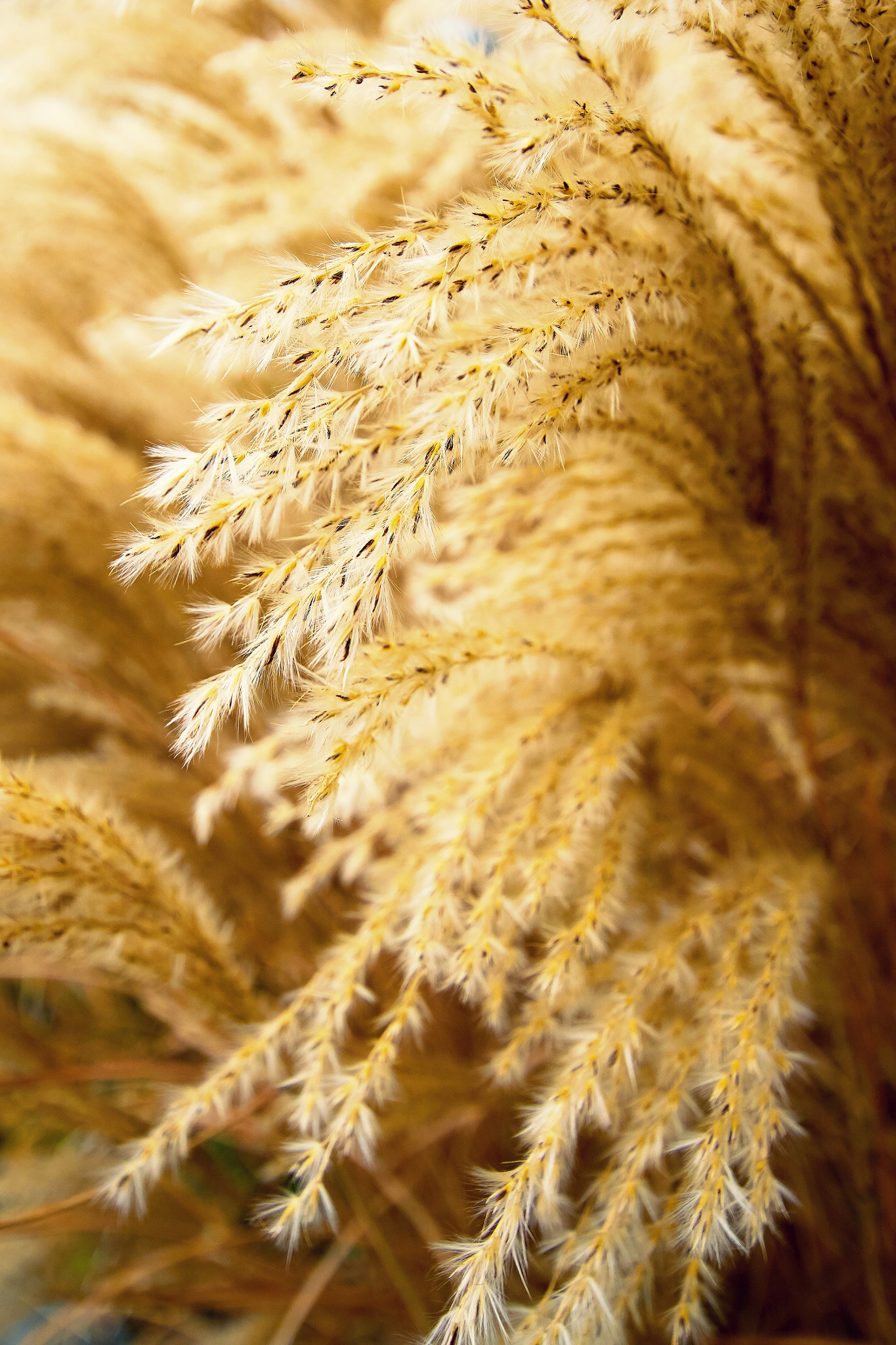Sony ILCA-77M2 + 10-20mm F3.5 sample photo. Golden grass plume photography