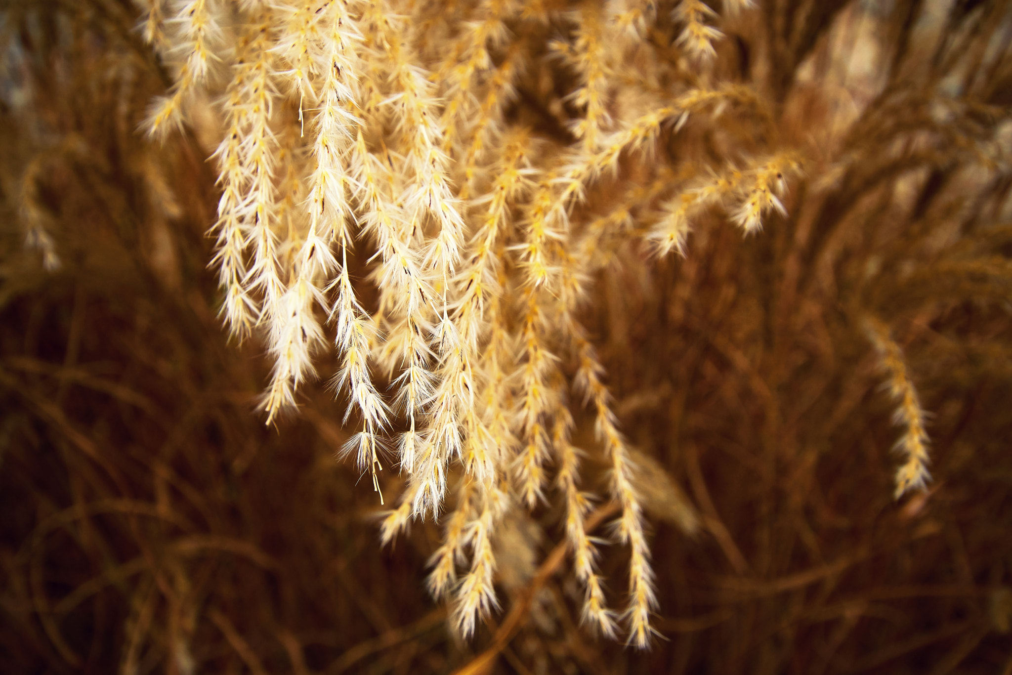Sony ILCA-77M2 + 10-20mm F3.5 sample photo. Golden grass plume photography