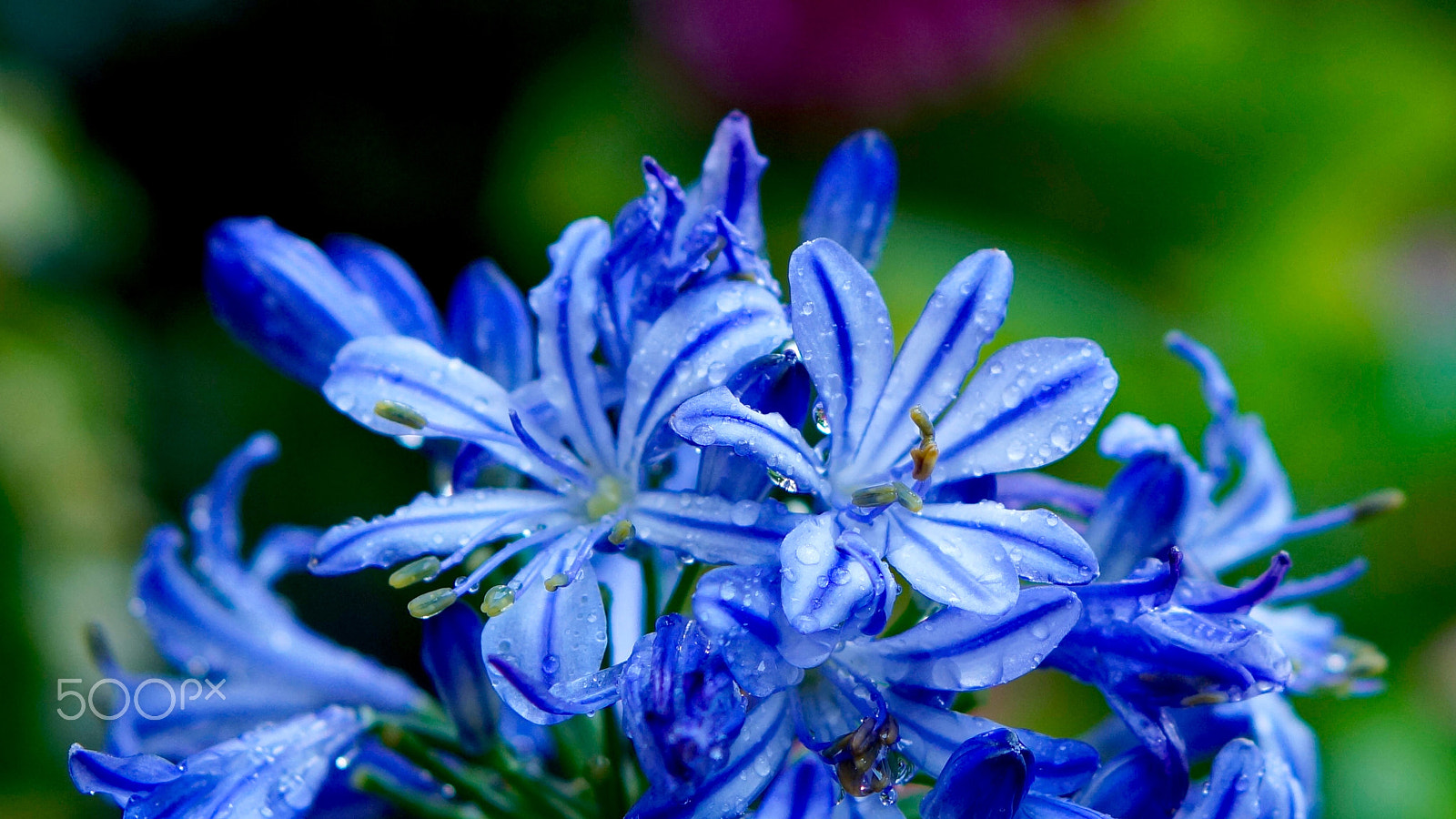 Sony Alpha NEX-7 + Sony E 50mm F1.8 OSS sample photo. Flower with raindrops 2 photography