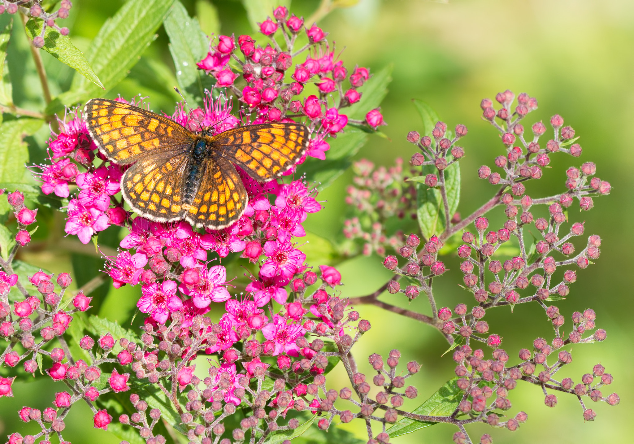 Sigma 150mm F2.8 EX DG OS Macro HSM sample photo. Heath fritillary photography