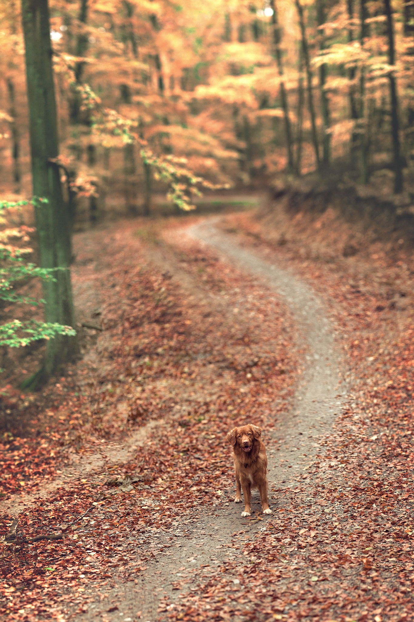 Canon EOS 5D + Canon EF 135mm F2L USM sample photo. Autumn path photography