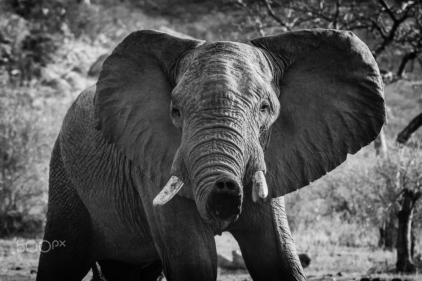 Canon EF 70-200mm F2.8L IS II USM sample photo. South africa 2016 photography