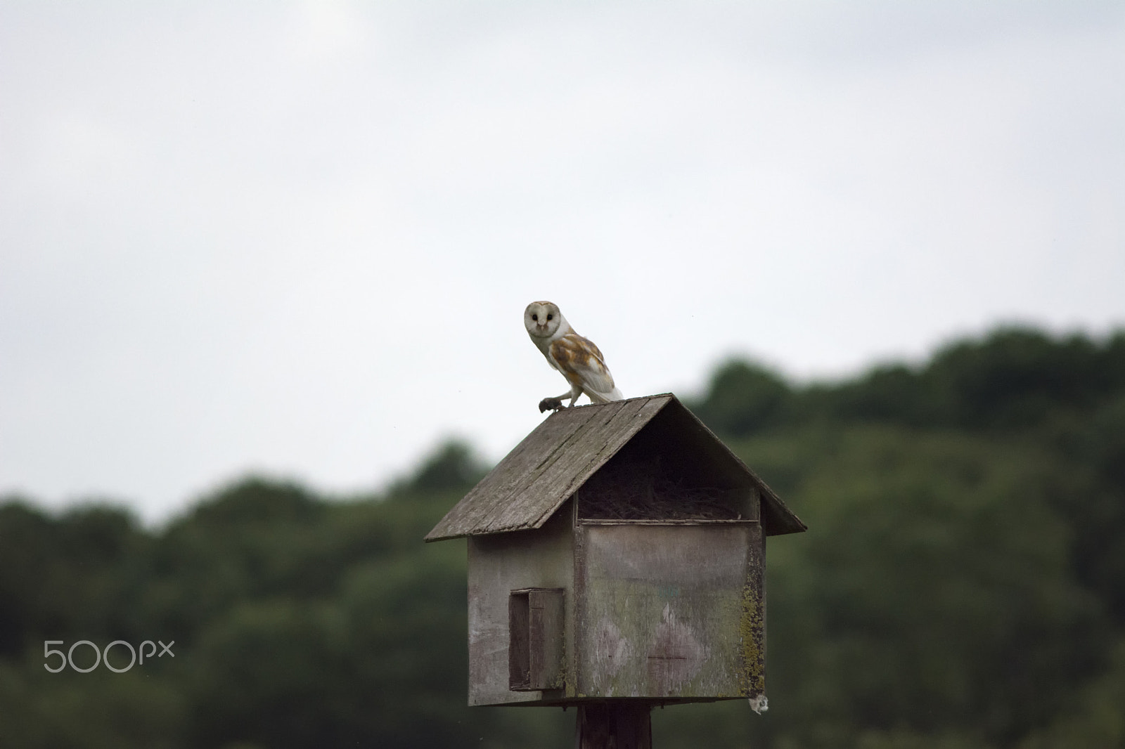 Nikon D7100 sample photo. The fiskerton barn owl photography