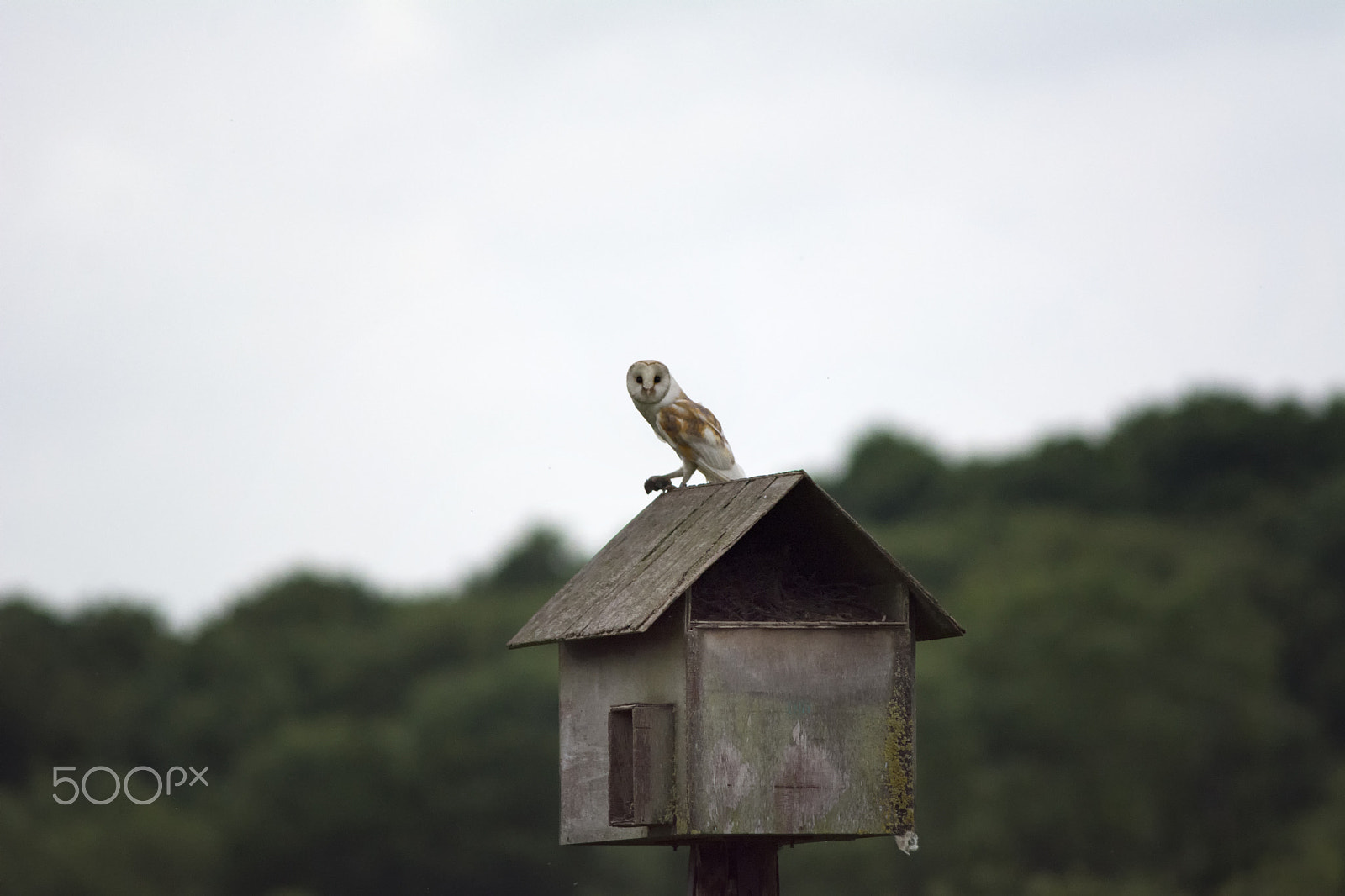 AF Nikkor 300mm f/4 IF-ED sample photo. The fiskerton barn owl photography
