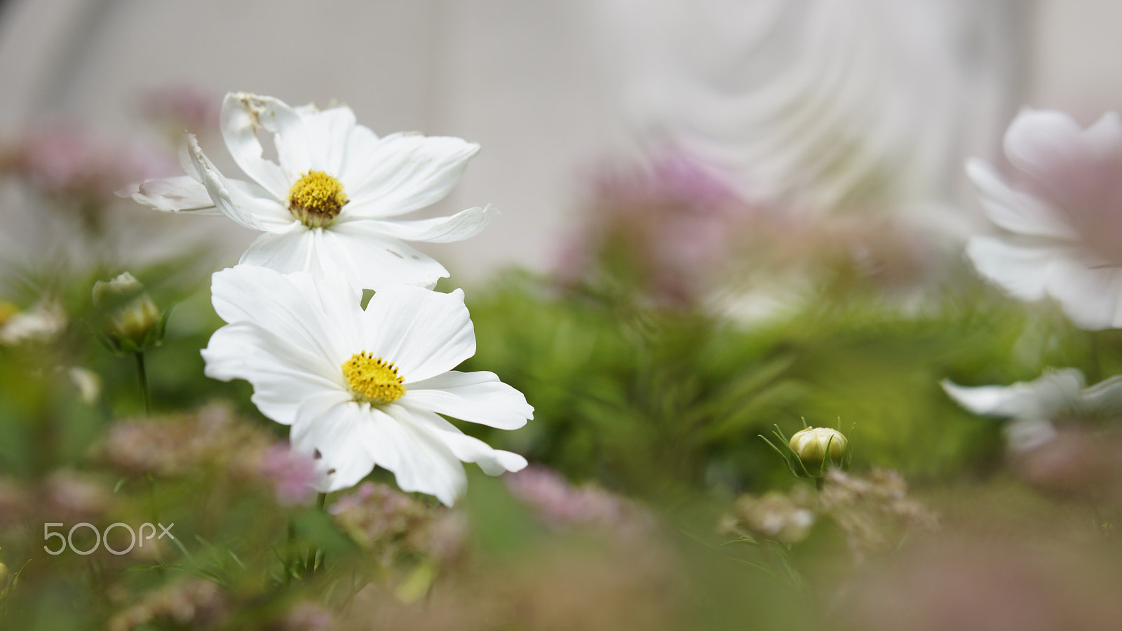 Sony Alpha NEX-7 + Sony E 50mm F1.8 OSS sample photo. White flowers - dreamy photography