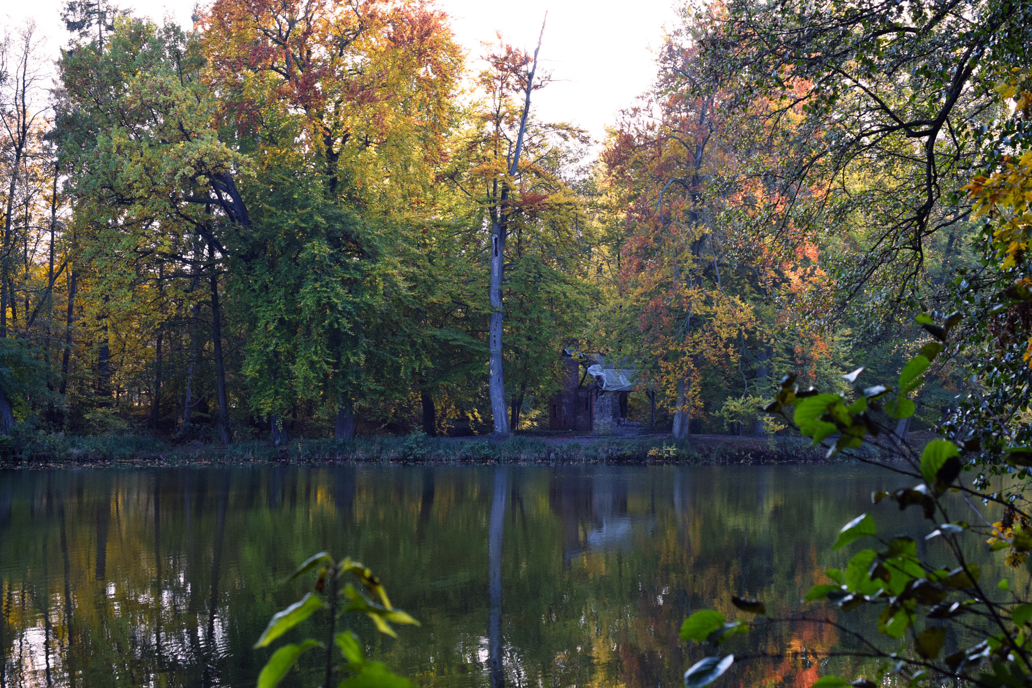 Nikon AF DX Fisheye-Nikkor 10.5mm F2.8G ED sample photo. Ruin in the forest photography