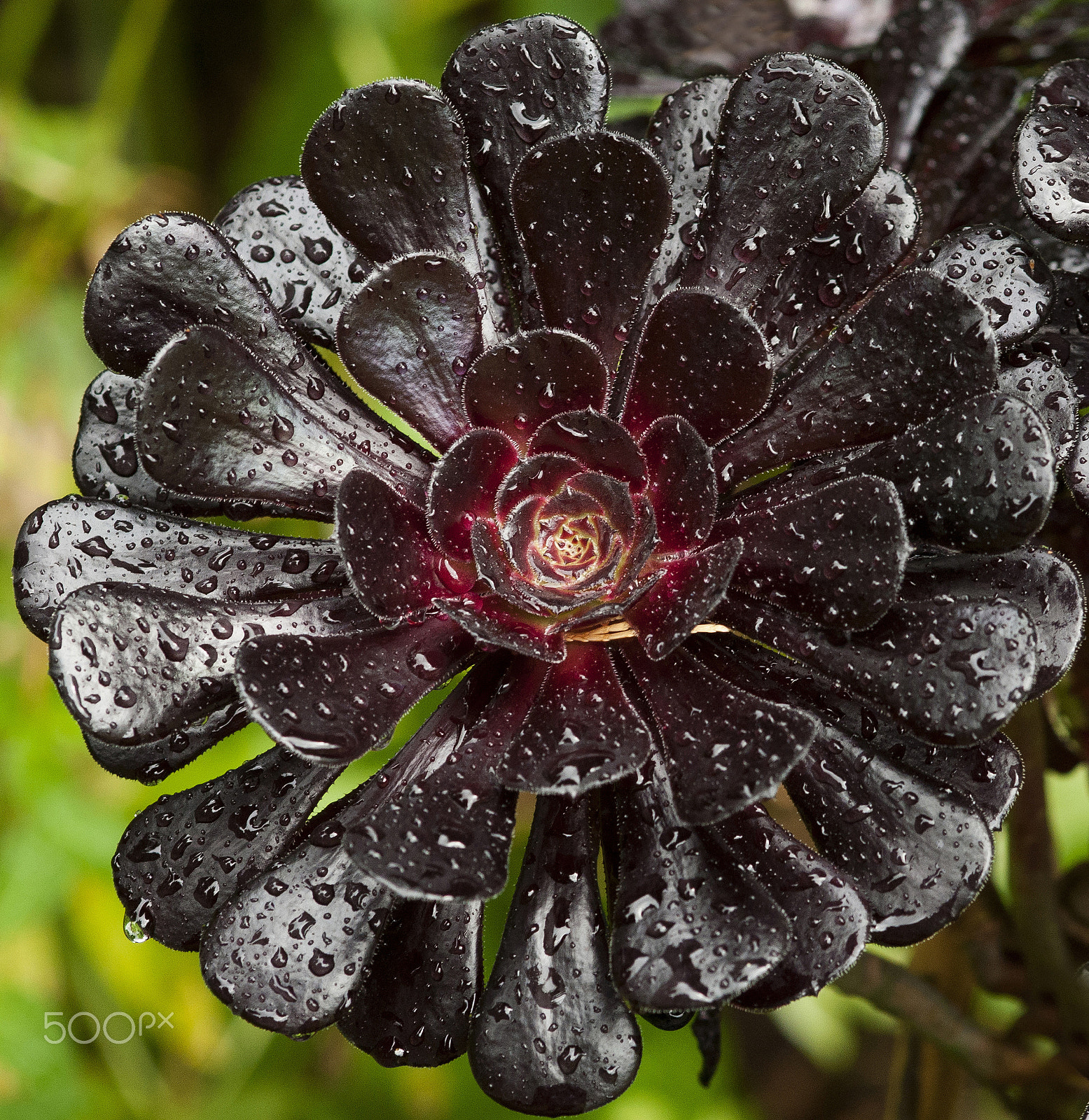 Sigma 105mm F2.8 EX DG Macro sample photo. Black succulents aeonium photography