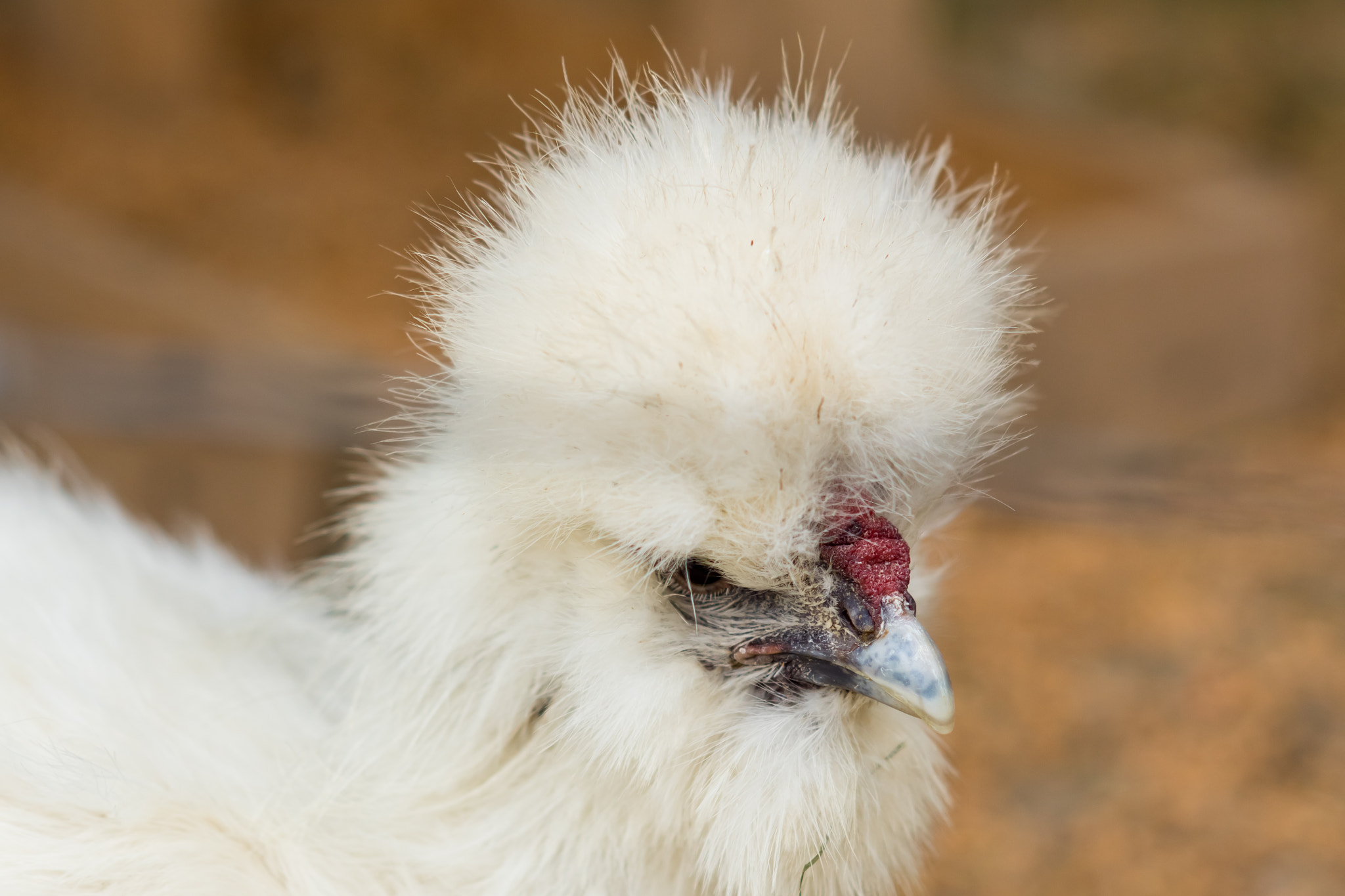 Sony SLT-A68 + Sony DT 50mm F1.8 SAM sample photo. Red nose chick photography