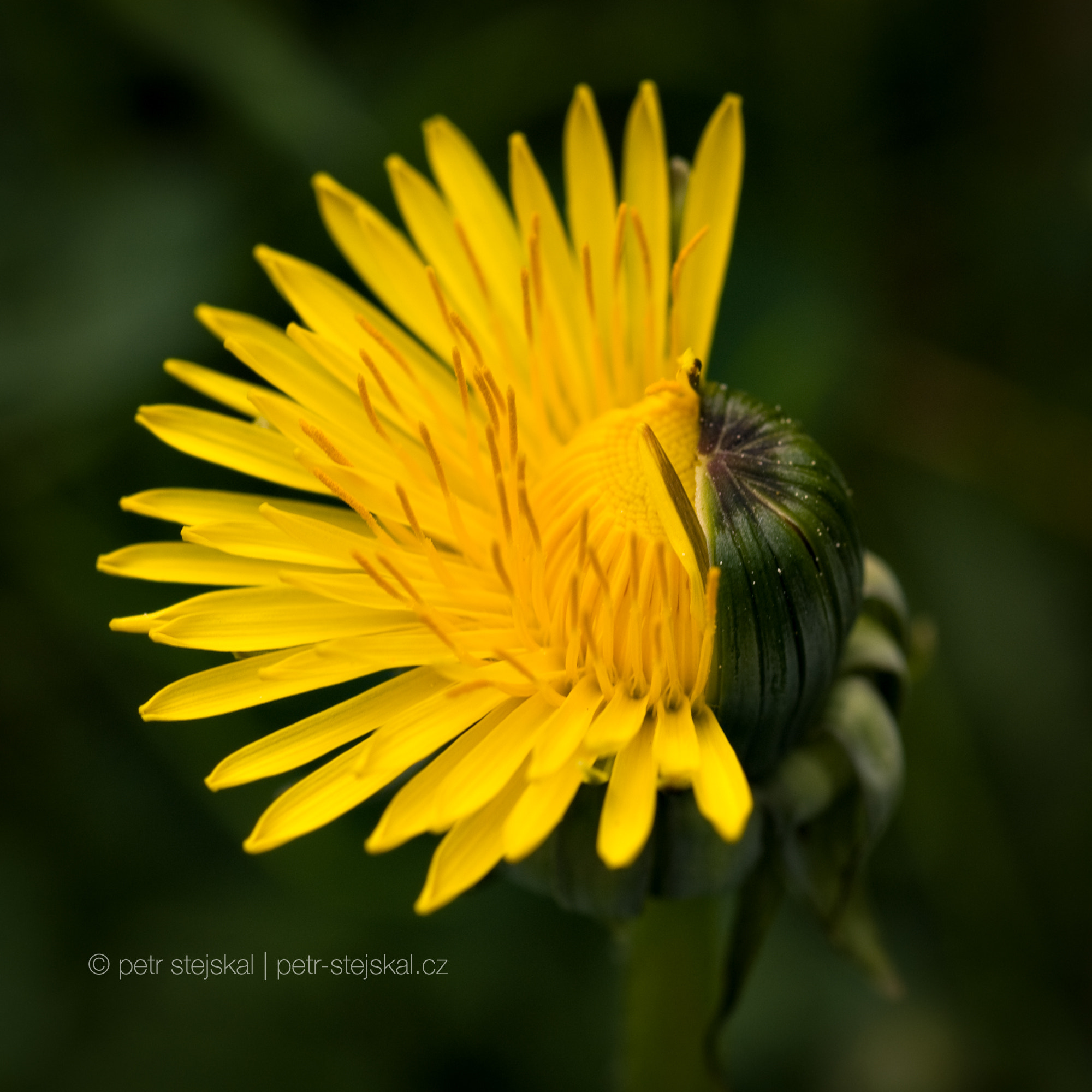 Nikon AF Micro-Nikkor 60mm F2.8D sample photo. Dandelion photography