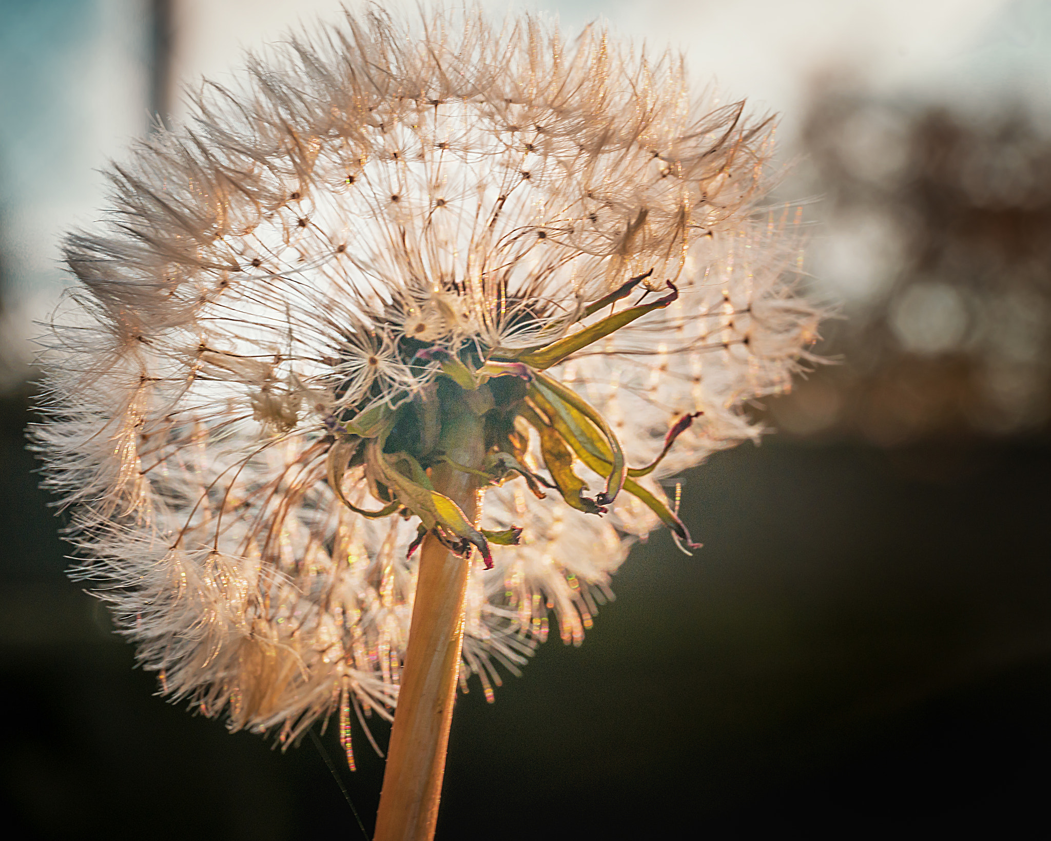 Tamron 18-270mm F3.5-6.3 Di II PZD sample photo. Dandelion photography