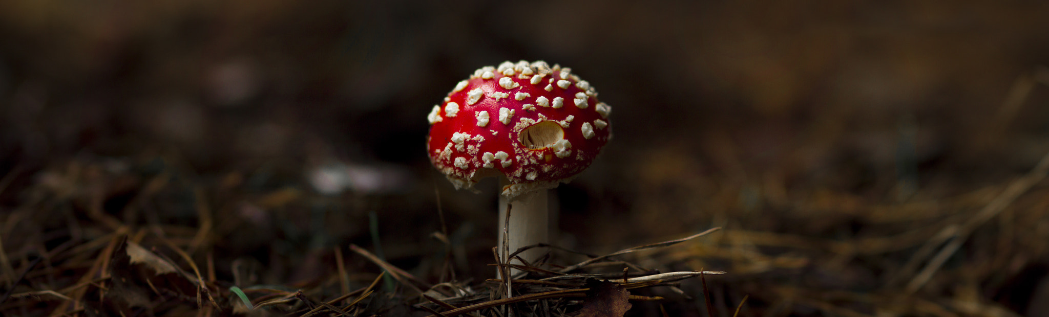 Canon EOS 600D (Rebel EOS T3i / EOS Kiss X5) + Canon EF 100mm F2.0 USM sample photo. Fly-agaric - panorama photography