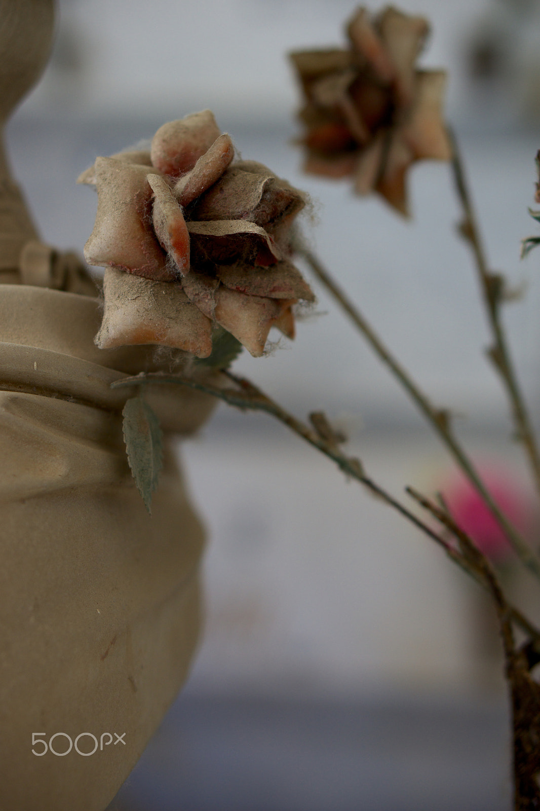 Sony Alpha NEX-7 + E 50mm F1.8 OSS sample photo. Flower in dust photography
