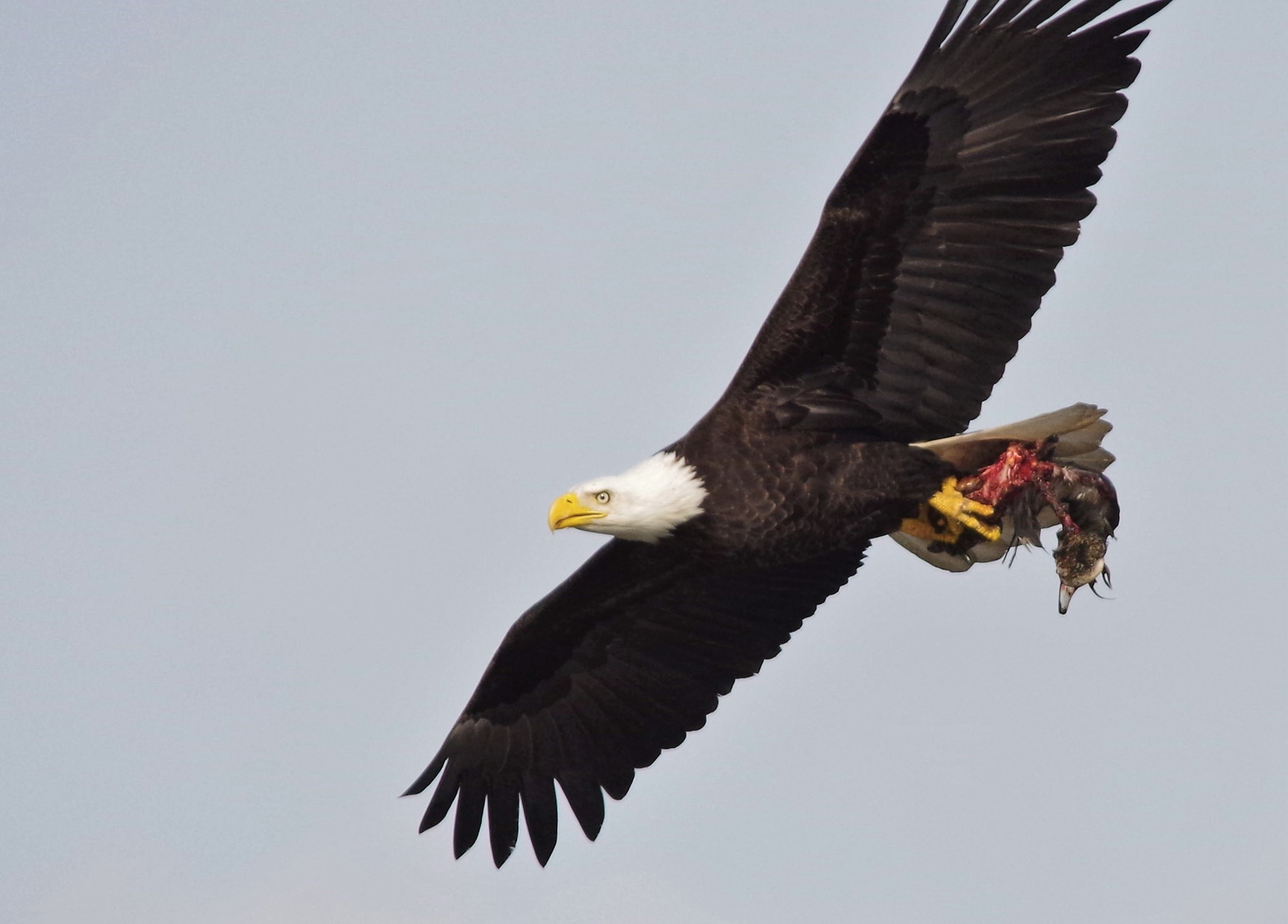 Pentax K-30 + Sigma 150-500mm F5-6.3 DG OS HSM sample photo. Bald eagle capturing ducks. photography