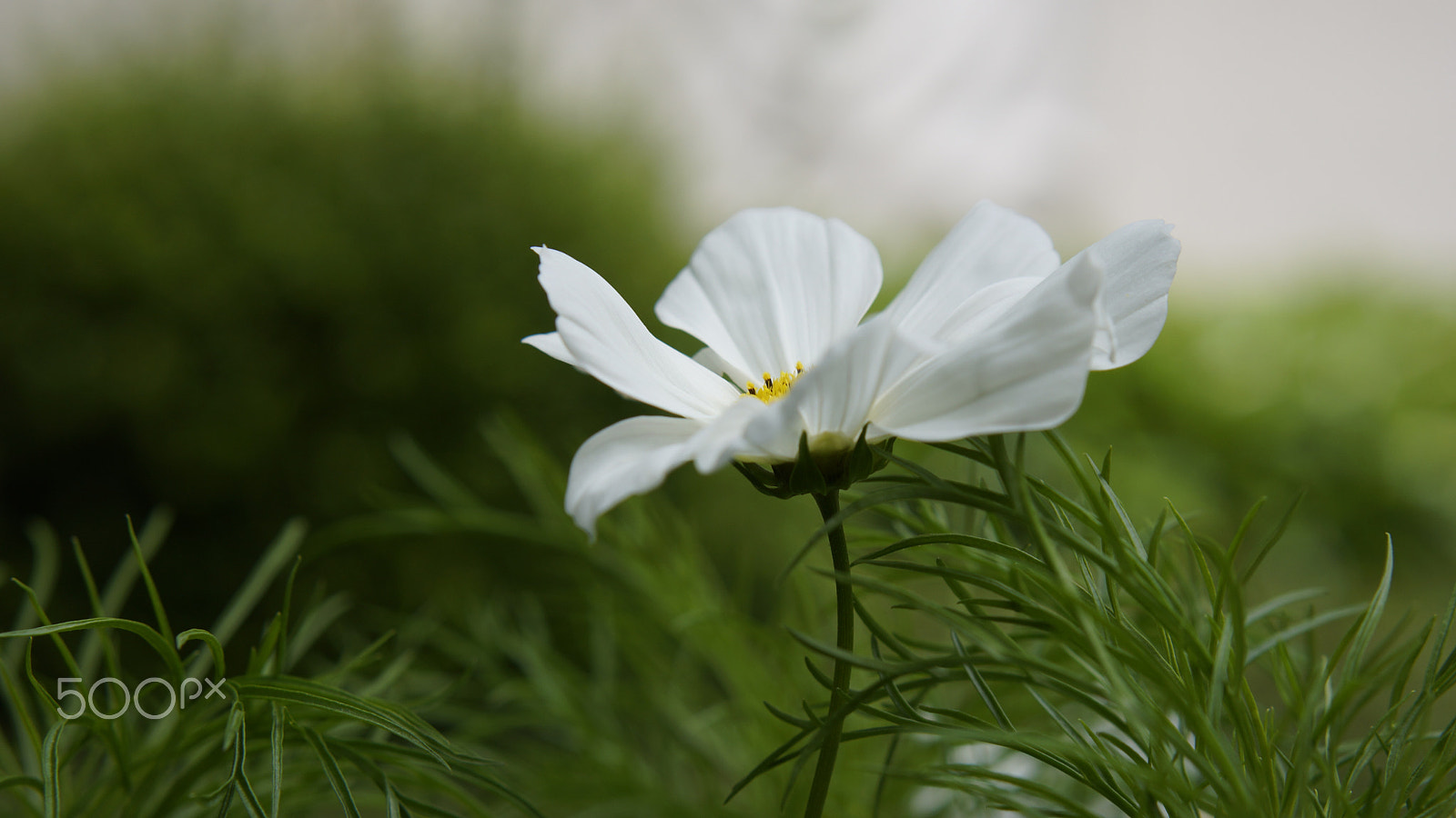 Sony Alpha NEX-7 + Sony E 50mm F1.8 OSS sample photo. White flower photography