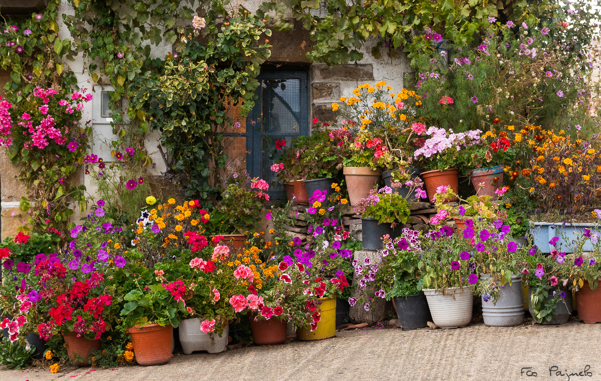 Sony a99 II + Sony DT 16-50mm F2.8 SSM sample photo. La casa de las flores photography