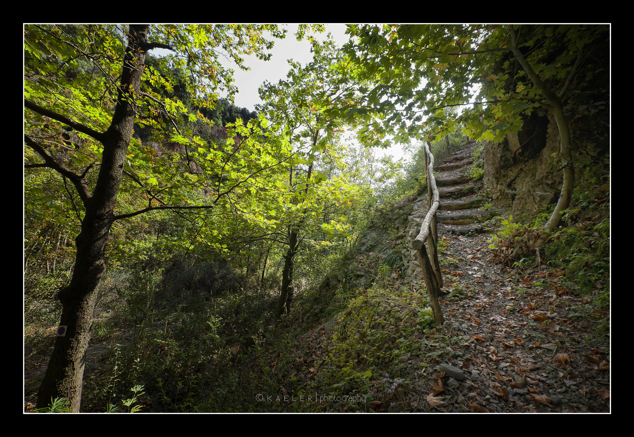 Nikon D90 sample photo. Forest staircase photography
