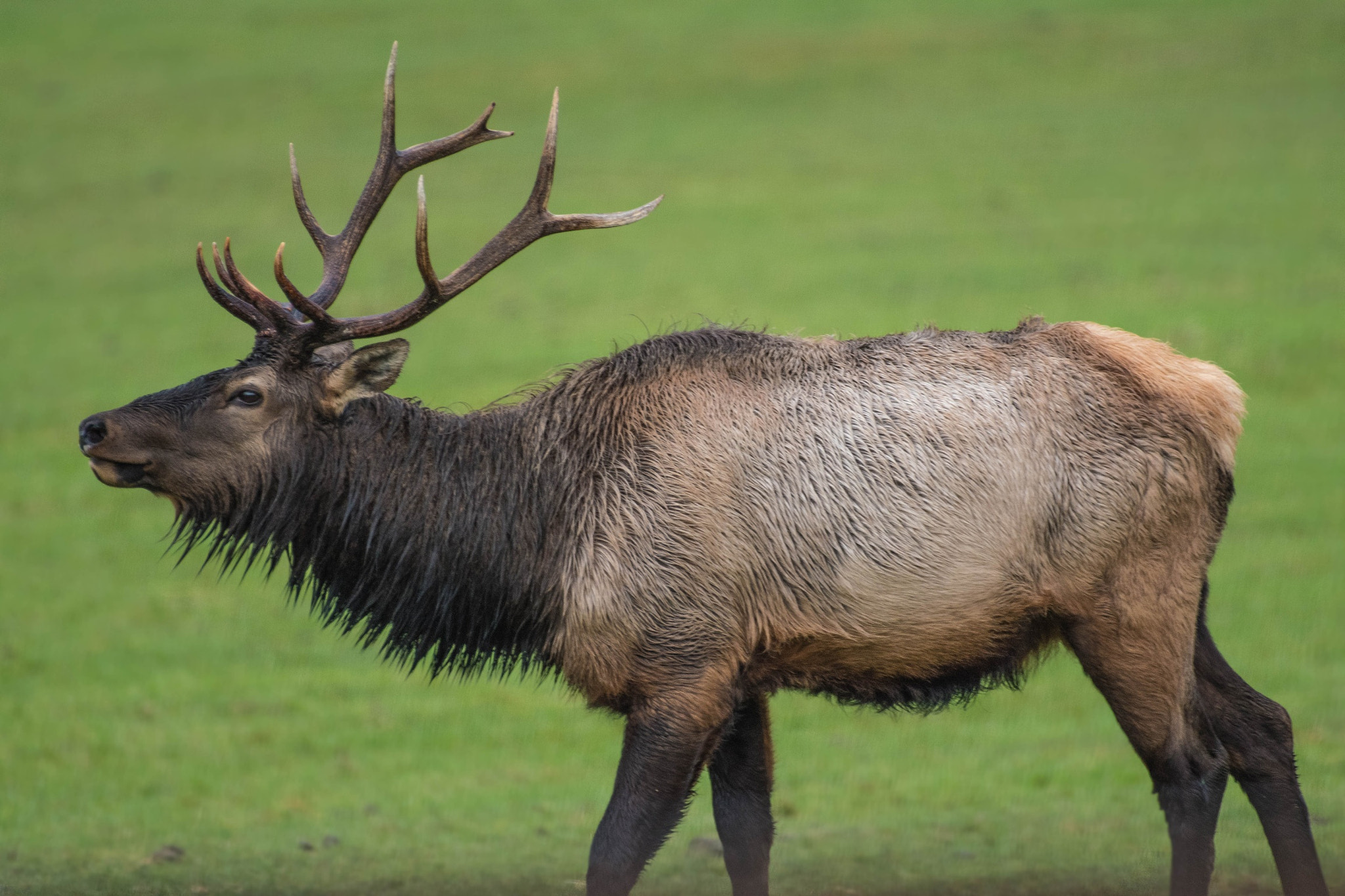 Nikon AF-S Nikkor 200-500mm F5.6E ED VR sample photo. Bull elk, jewell, oregon. photography