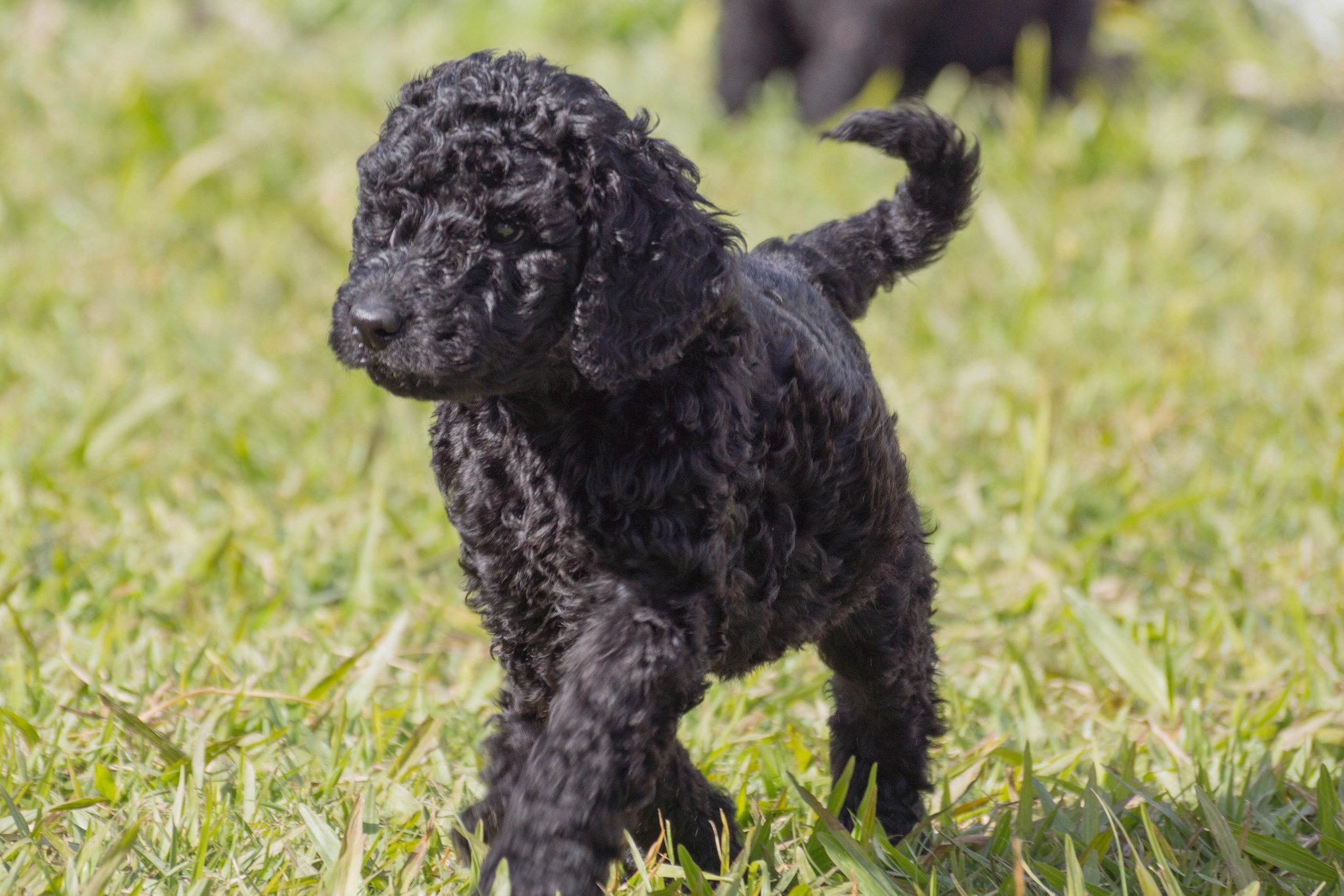 Sony SLT-A65 (SLT-A65V) sample photo. Standard poodle puppy photography