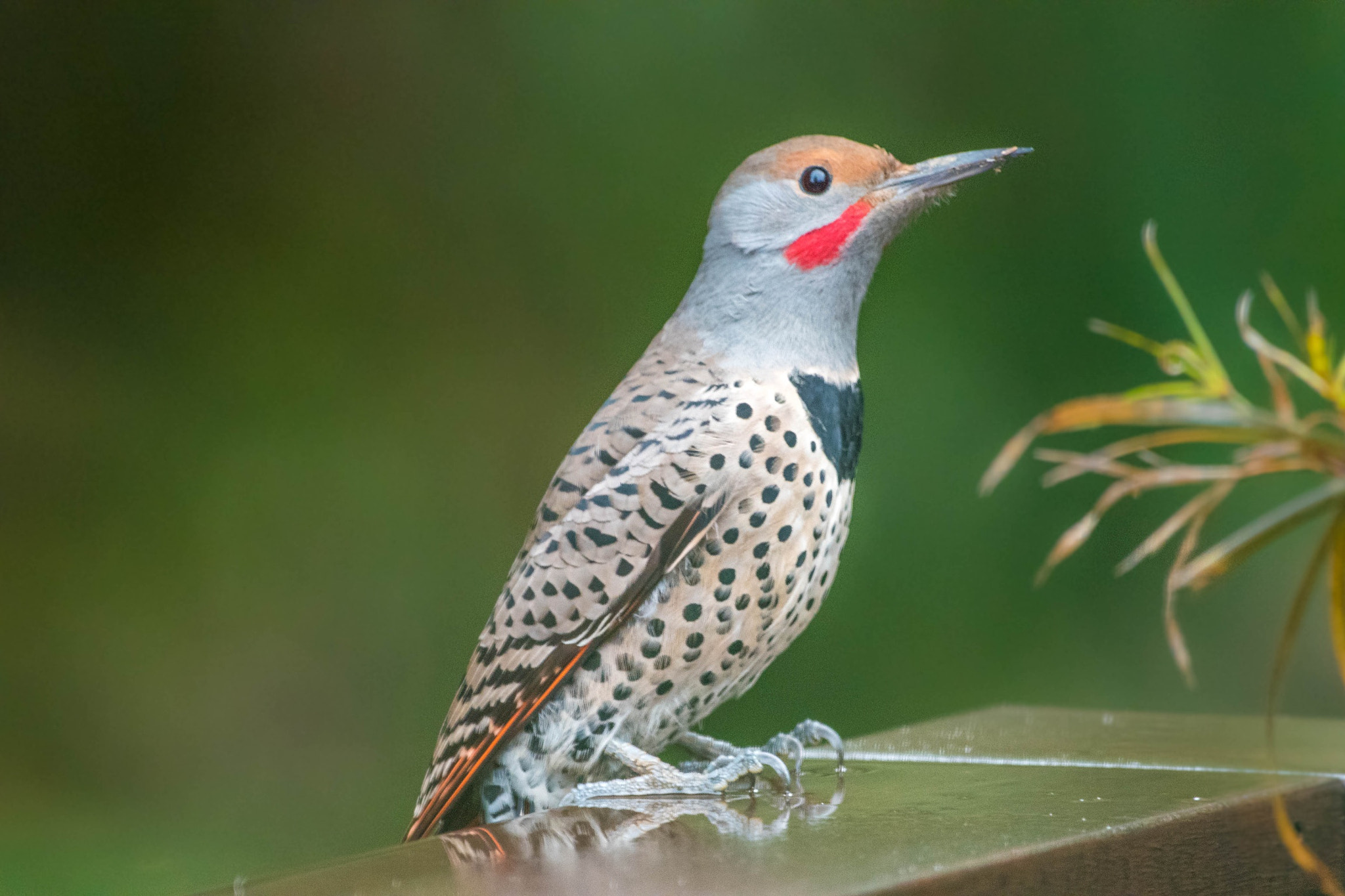 Nikon AF-S Nikkor 200-500mm F5.6E ED VR sample photo. North american flicker :) photography
