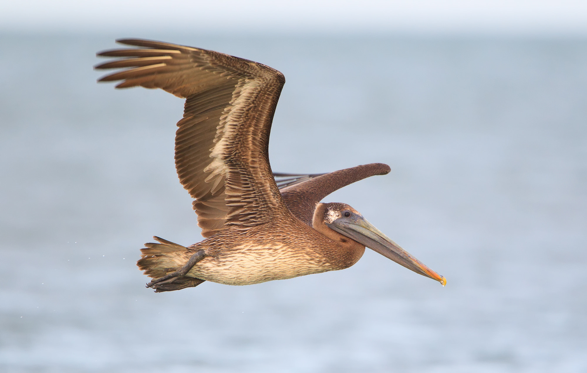 Canon EF 500mm F4L IS USM sample photo. Juvenile pelican photography