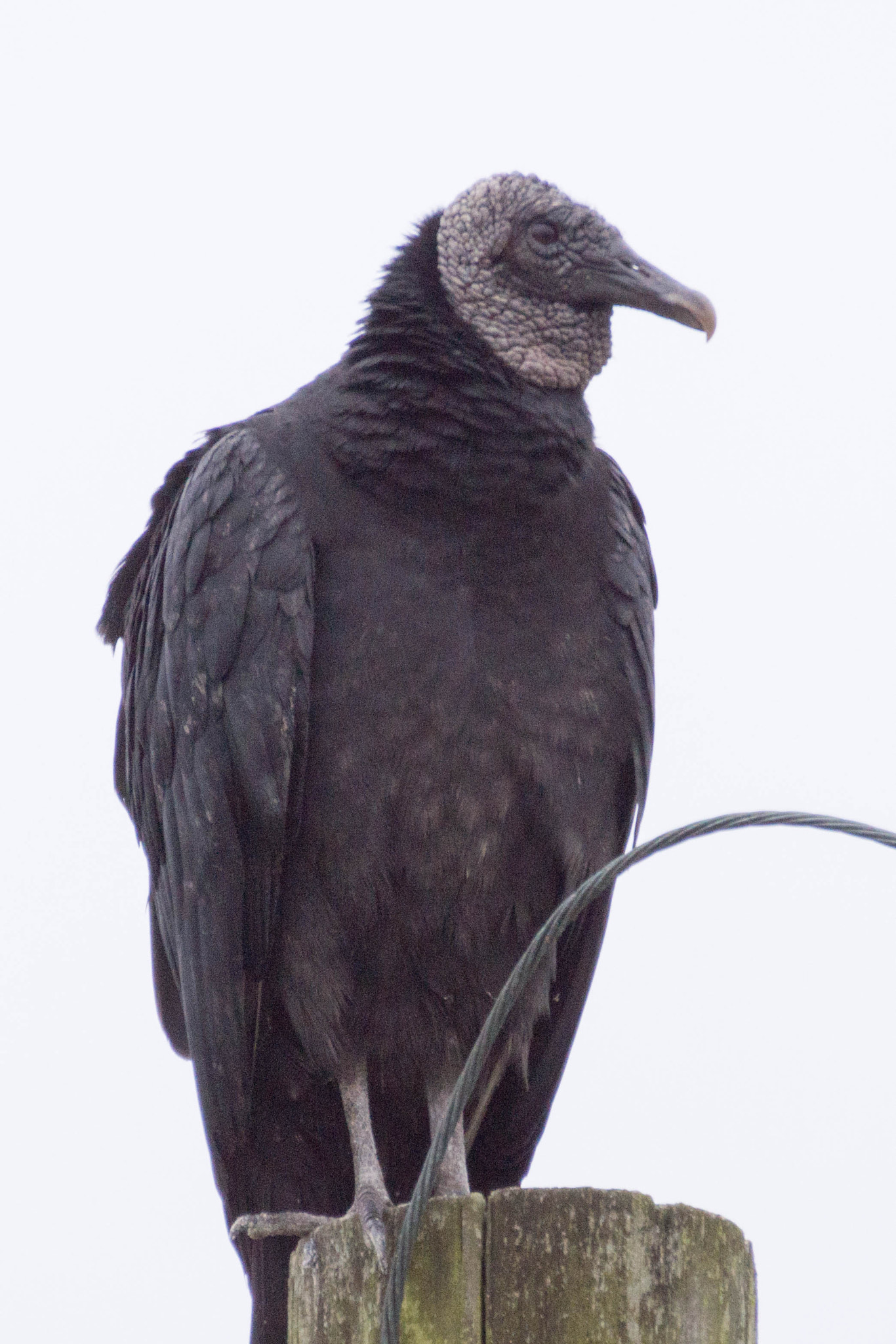 Sony SLT-A65 (SLT-A65V) sample photo. Black vulture photography